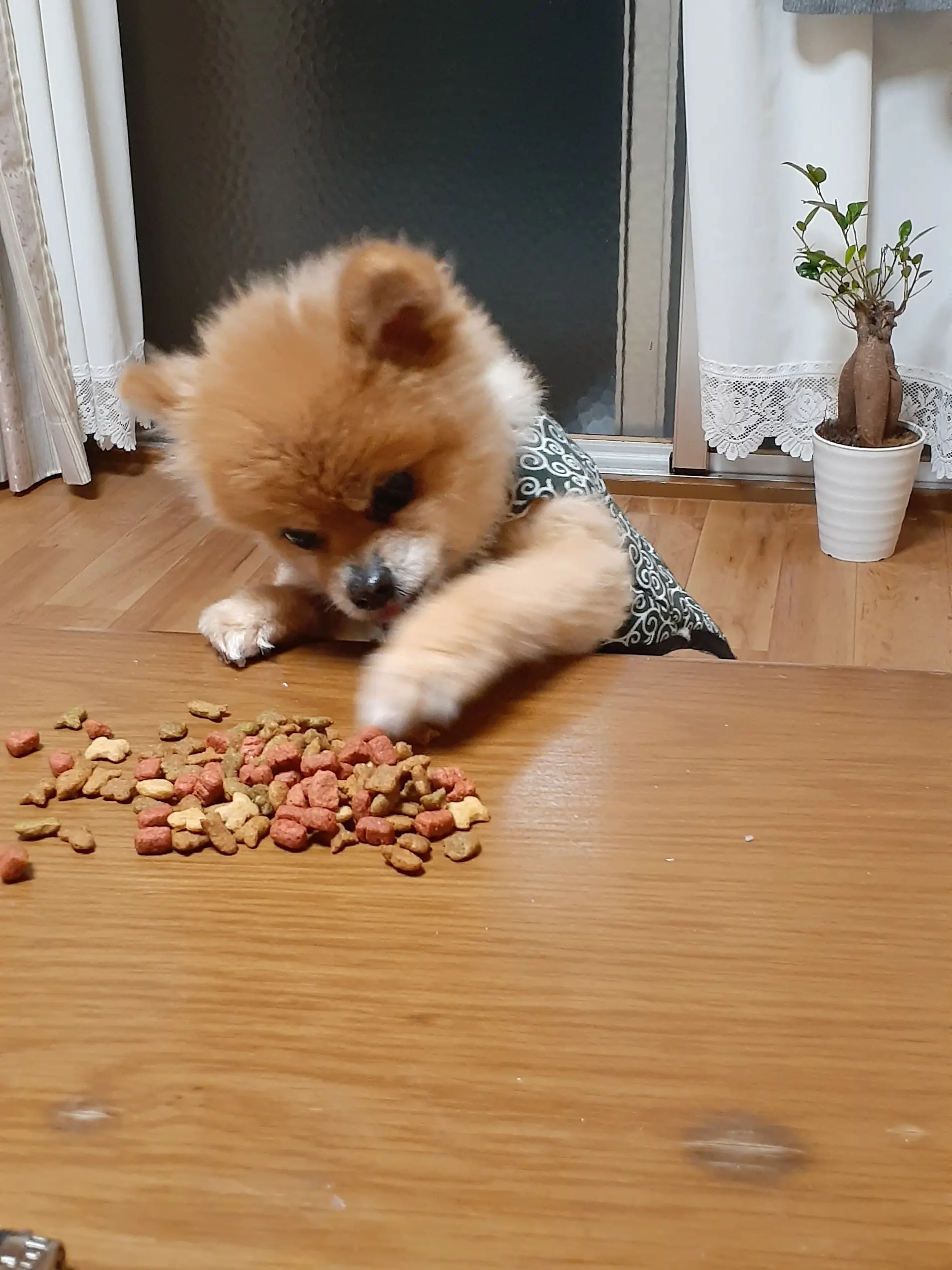 いつもの御飯スタイル🐶ポメラニアン #ペットの可愛い瞬間記 | yasuko7255が投稿したフォトブック | Lemon8