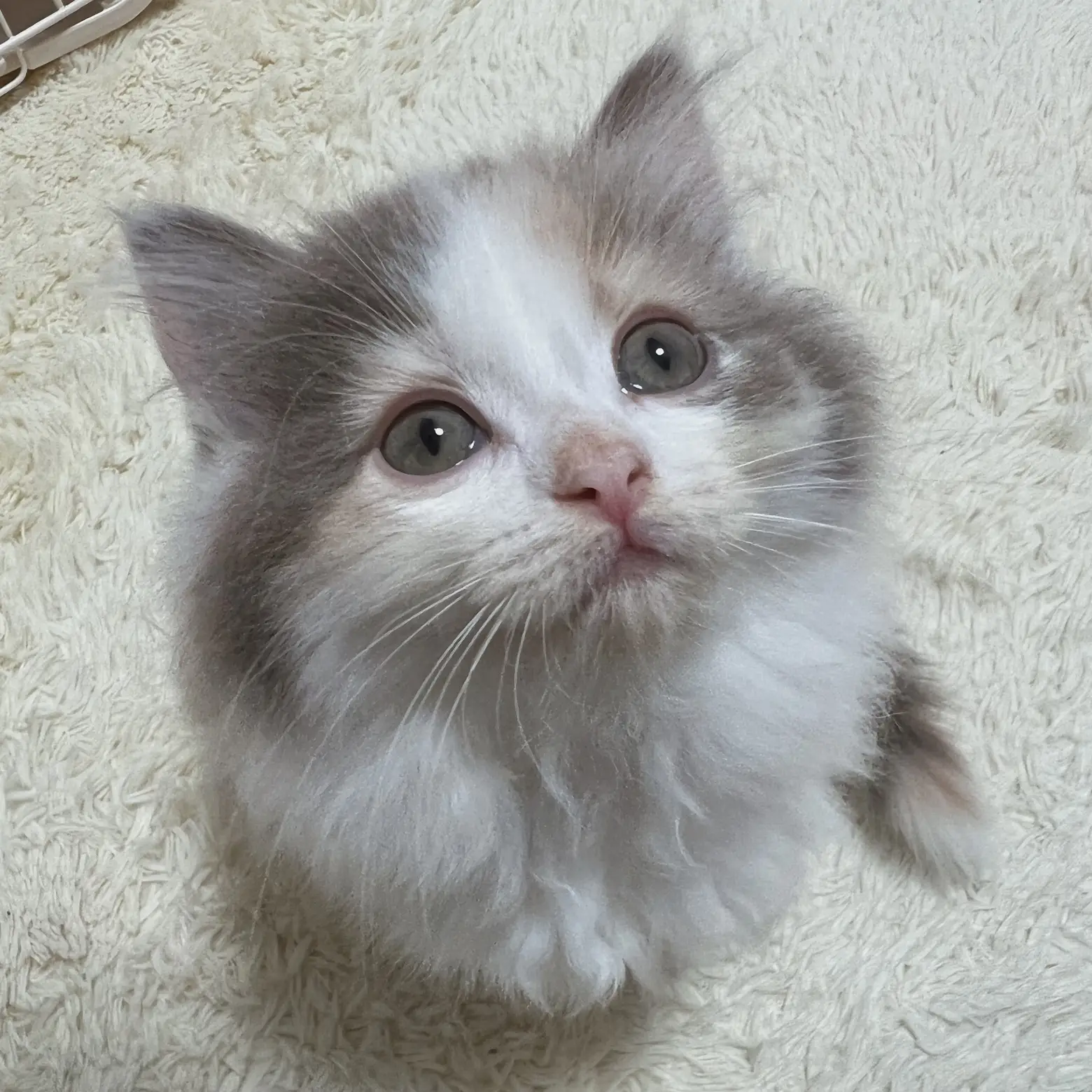 ダイリュートキャリコのサイベリアン子猫が可愛すぎる