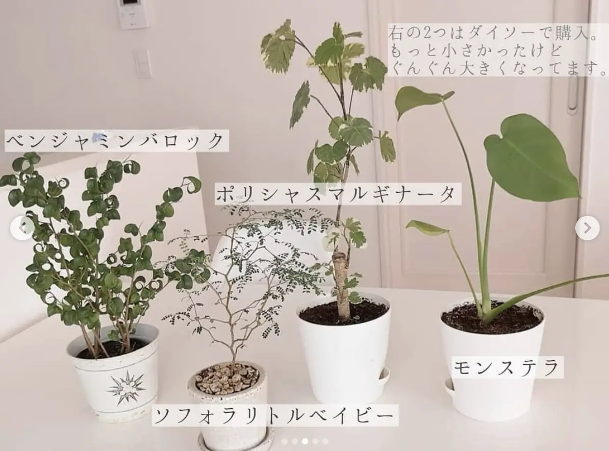 我が家のグリーン大集合させてみた🌿🌿🌿 | mii__homeが投稿したフォトブック | Lemon8