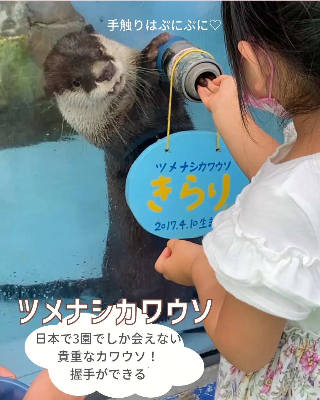 距離感ゼロの水族館レポ | piyo_tripが投稿したフォトブック | Lemon8