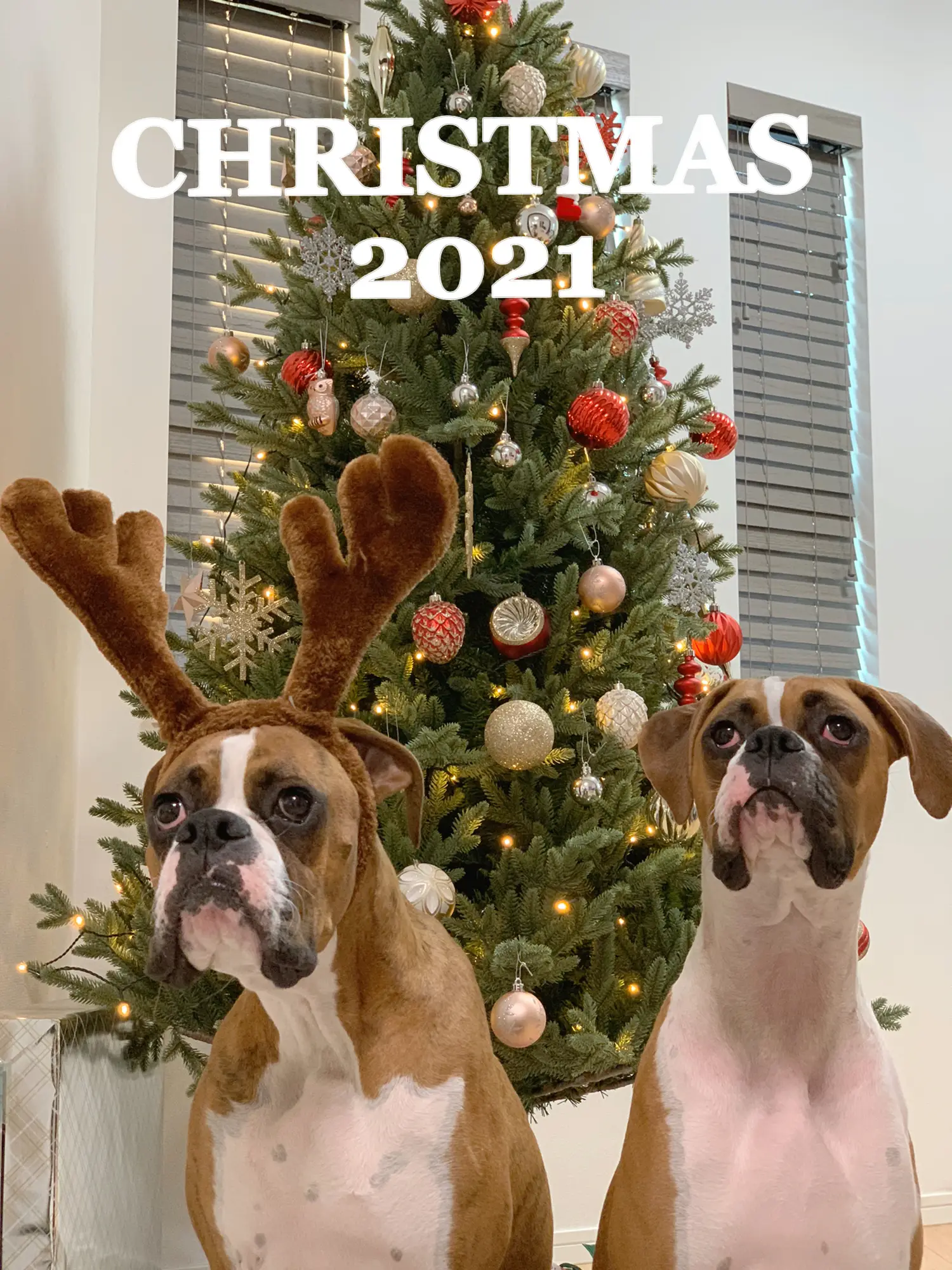 犬(家族)と過ごした最初のクリスマス！ | SenPukiが投稿したフォト 