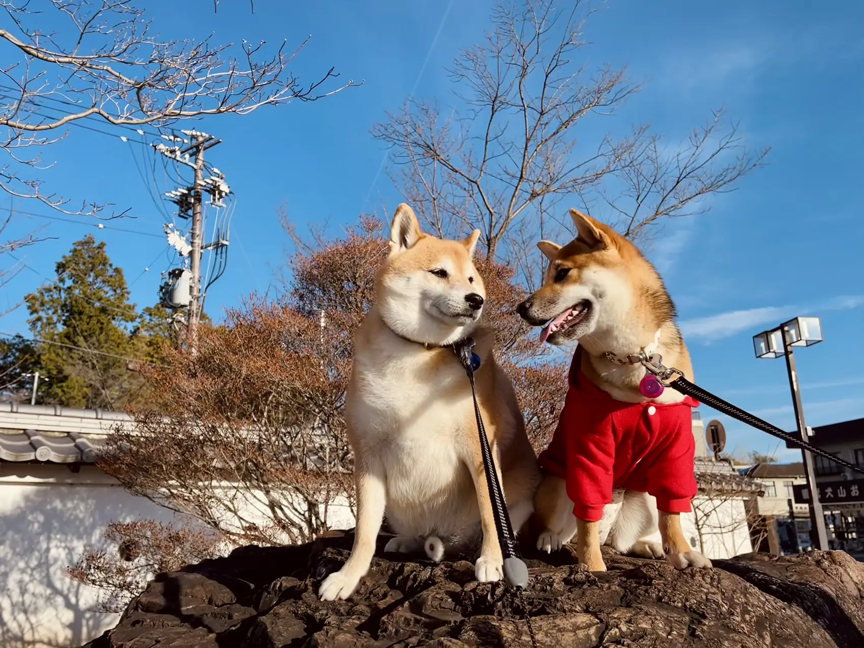 安い 犬山城下町 ペット同伴