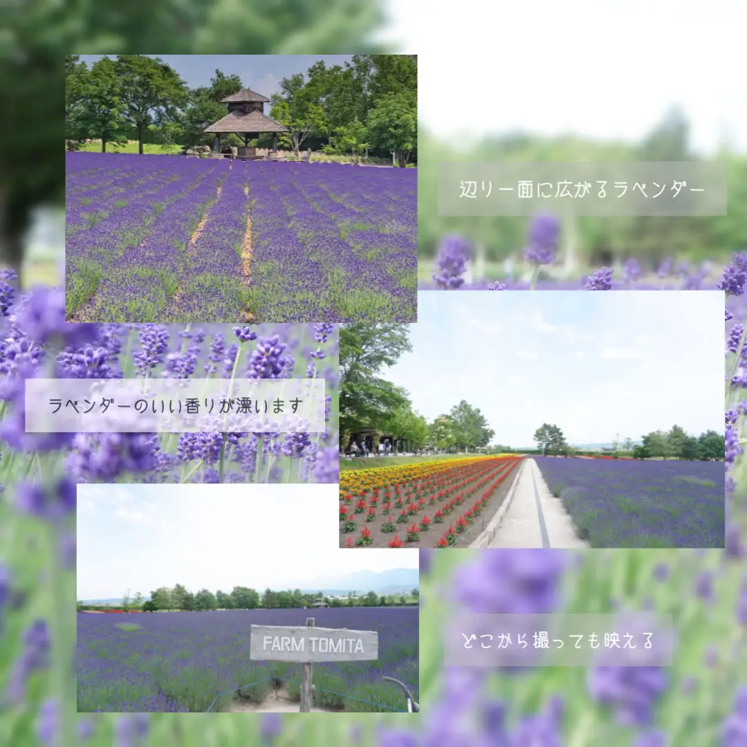 🌷ファーム富田🌷 | and._.travelが投稿したフォトブック | Lemon8