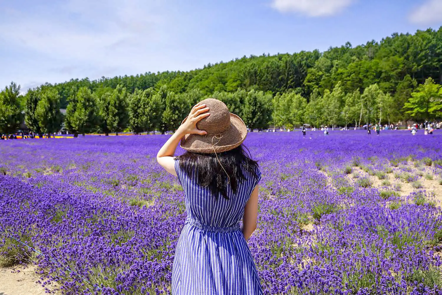 北海道】お花のパラダイス?ファーム富田 | erika520ankoが投稿した 