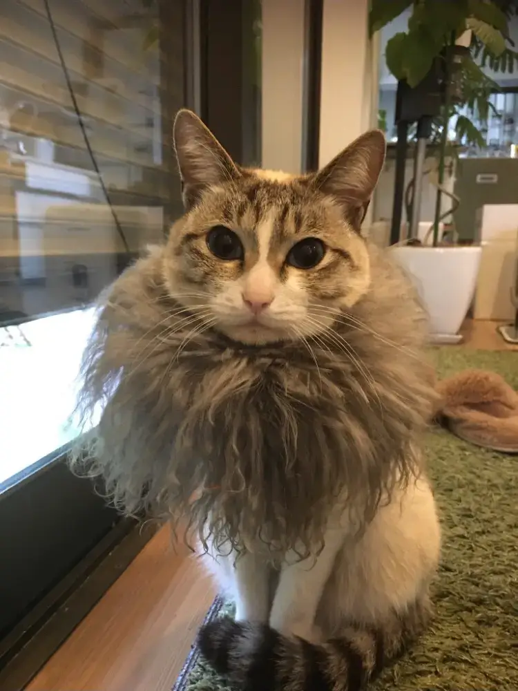 レジンヘアゴム、食べないでね！卵巻き猫ちゃん 黒猫ちゃん レジン