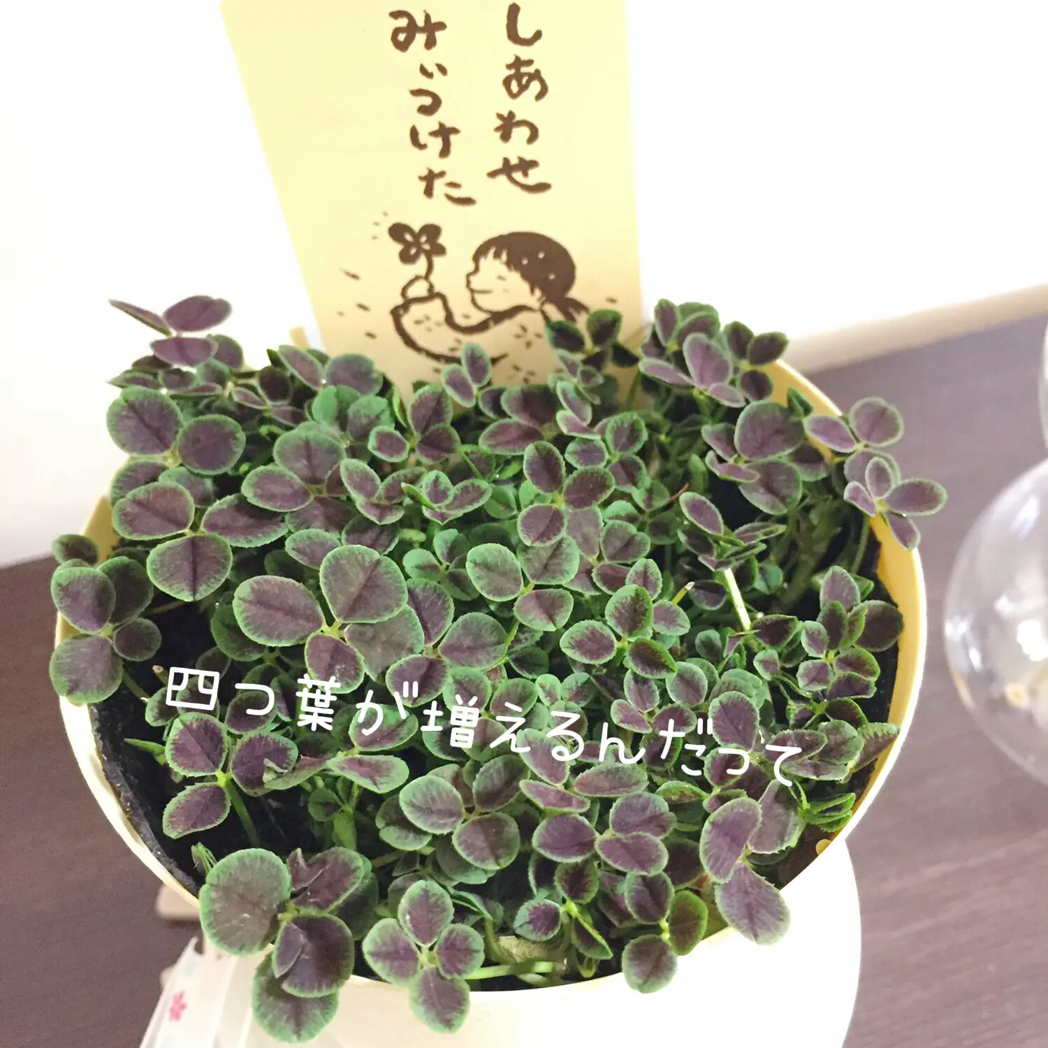 四つ葉のクローバー 押し花 四葉 四つ葉 ハンドメイド 幸運 