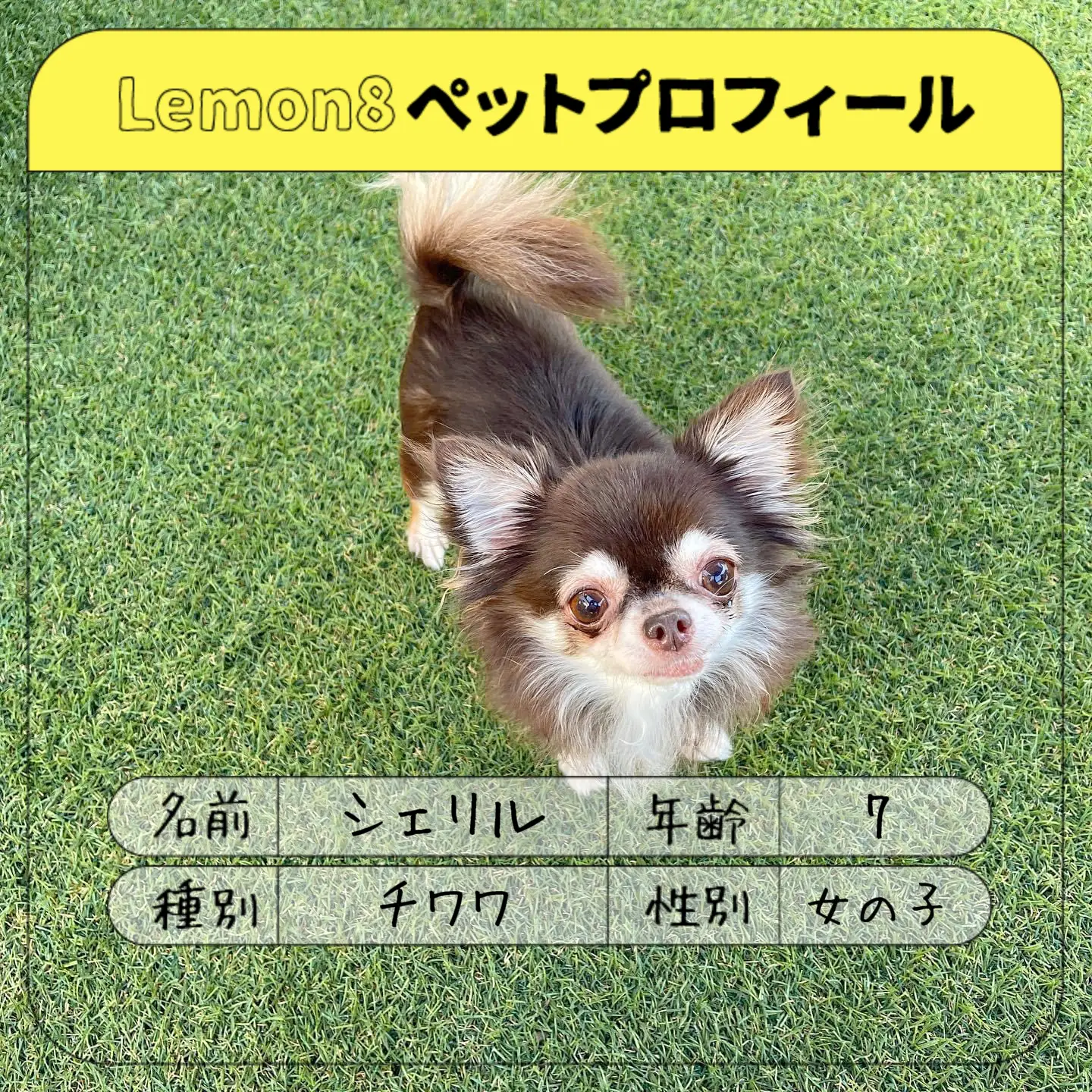 わたわたペット 羊毛フェルト 犬 可愛いチワワ ロングコート ブラックタン - 趣味/おもちゃ