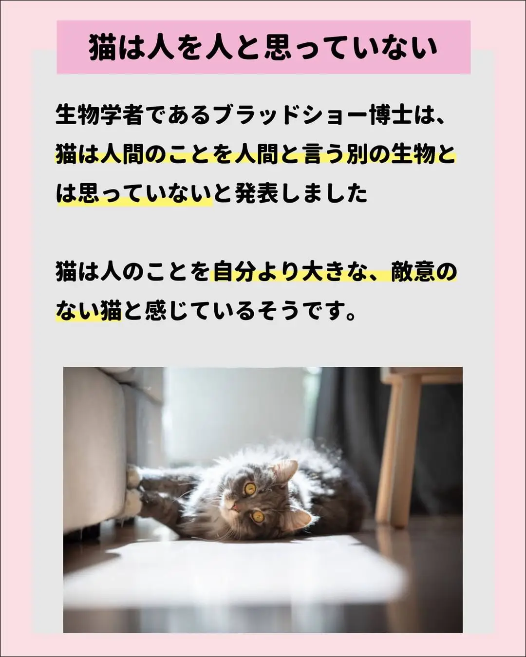 猫は自分のことをどう思っているのか？