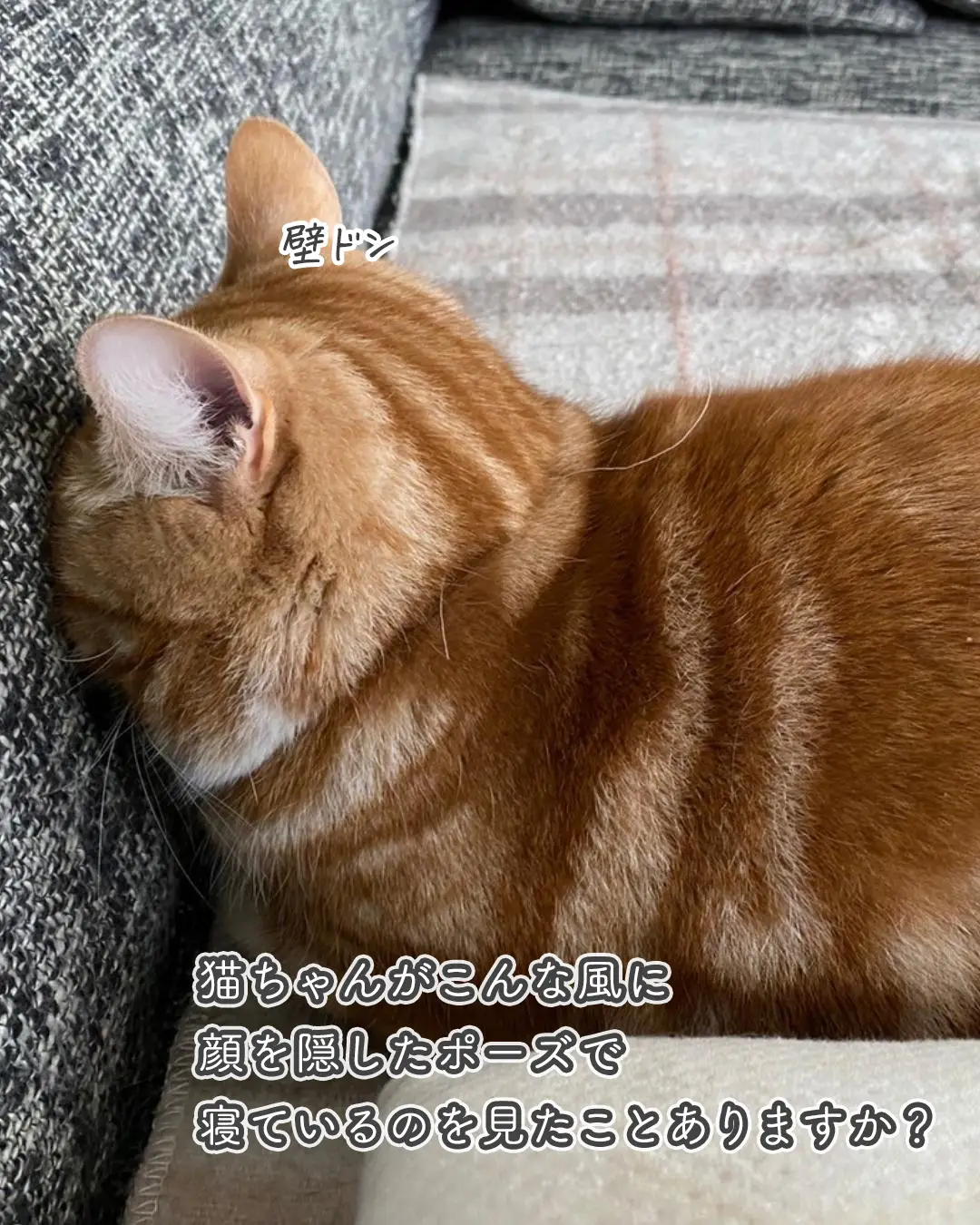 子にゃんこ乗せごめん寝猫ちゃん♡ - ピアス