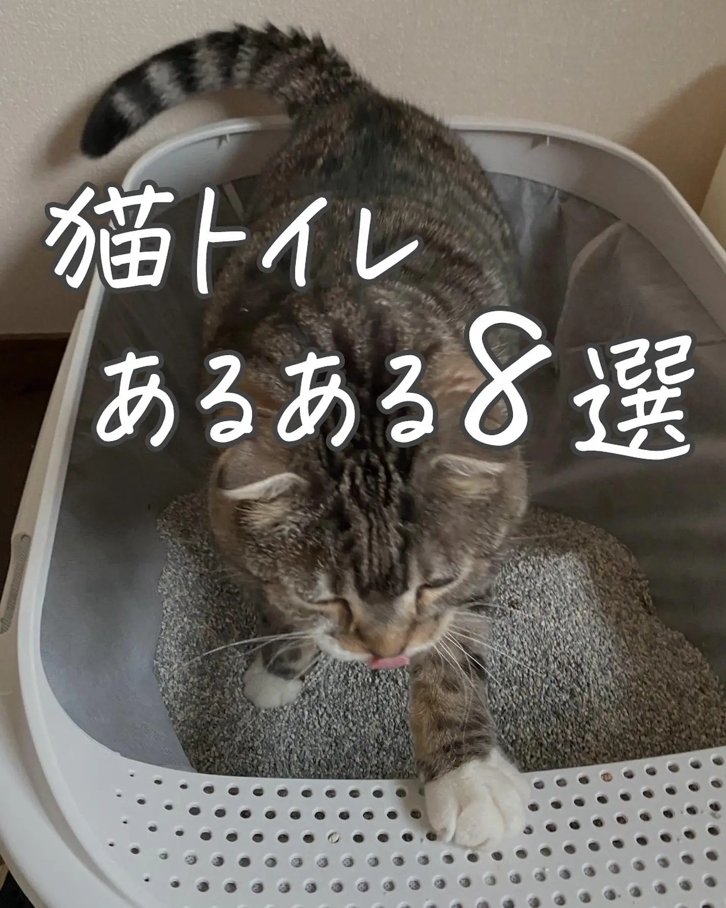 猫トイレあるある - Lemon8検索