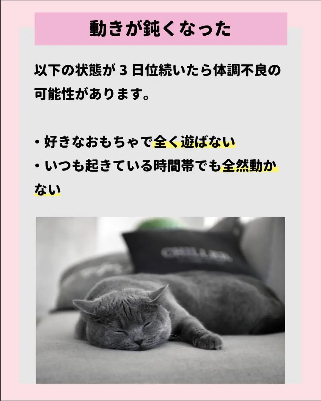 猫のストレス解消法】 | ねこにも_愛猫情報発信中が投稿したフォト