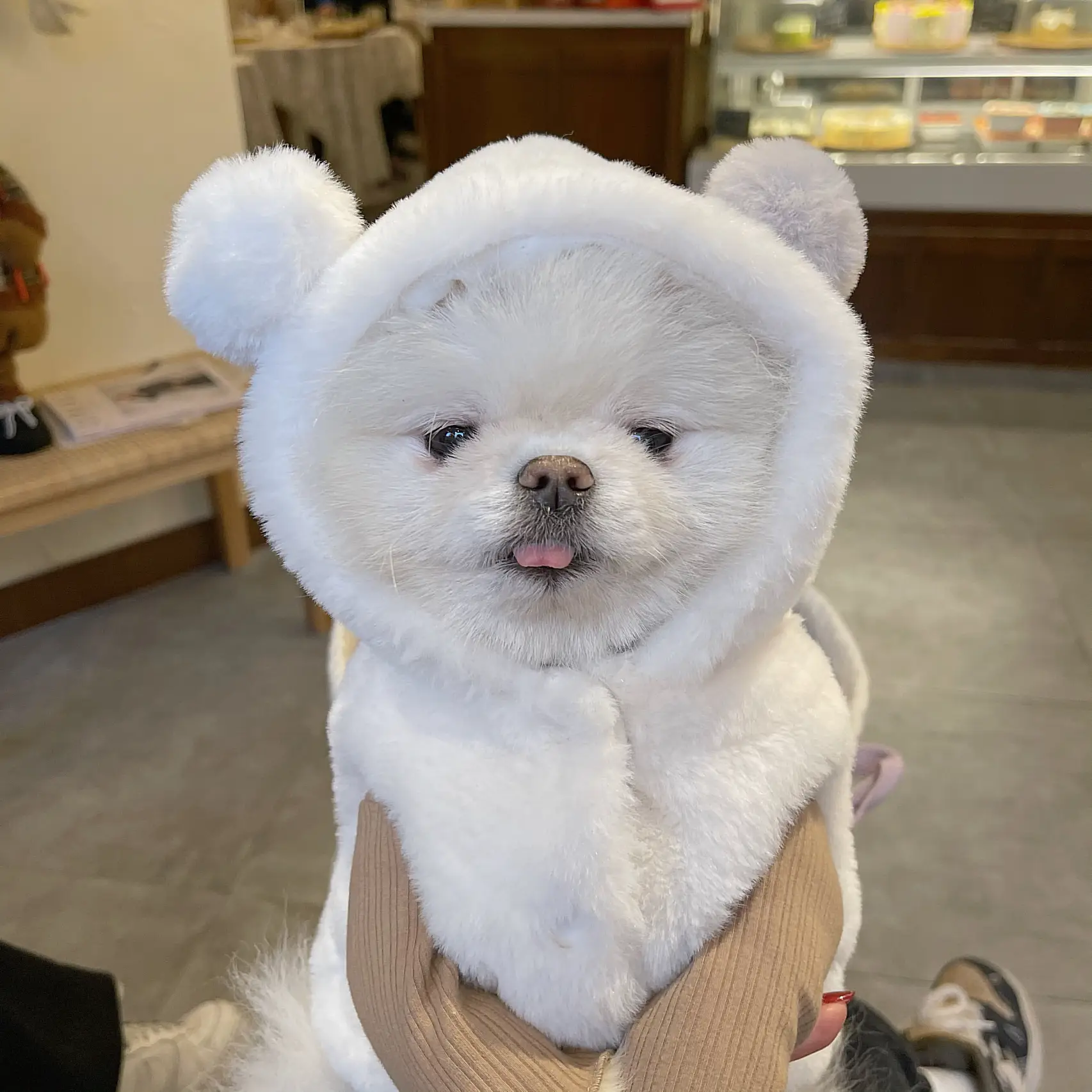 犬服 3S わんこの普段着 しろくま