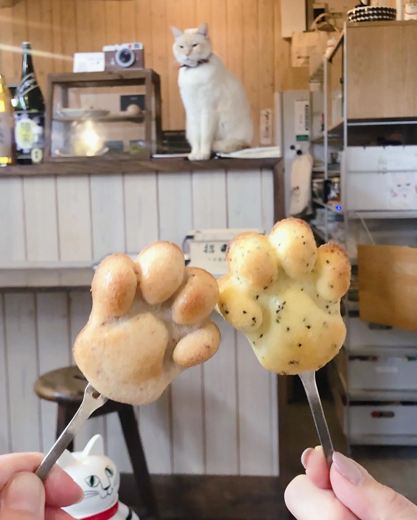 博多カフェ】にゃんこの日🐈💘可愛いにゃんこがいるカフェ🏡 | いづみん🐴福岡グルメと韓国が投稿したフォトブック | Lemon8