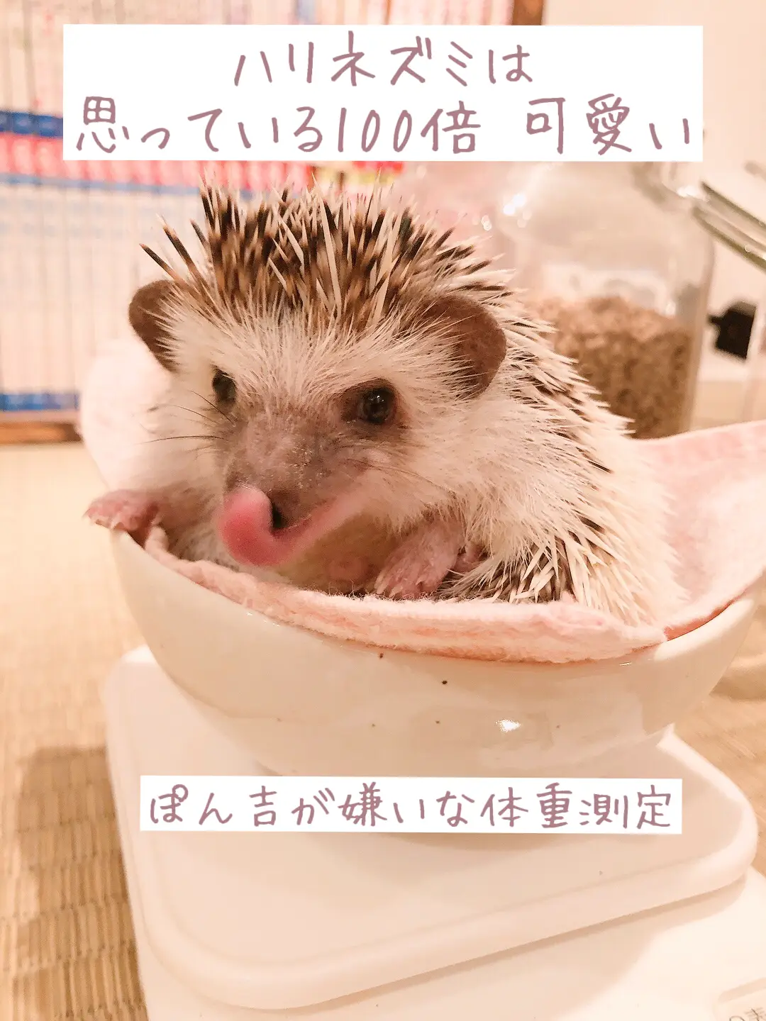 ハリネズミ寝袋プロフ様