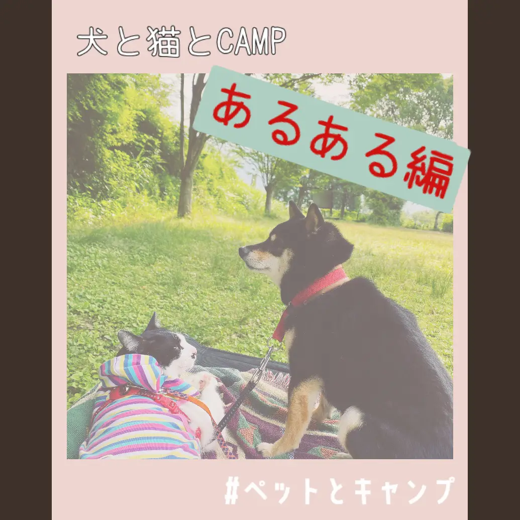 犬と猫とCAMPあるある】 | Mi...koが投稿したフォトブック | Lemon8