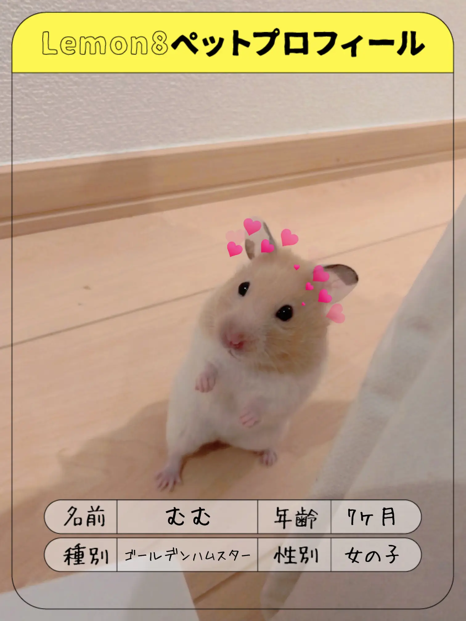 初めまして、ゴールデンハムスターのむむです🐹 今日からle | mumupiが