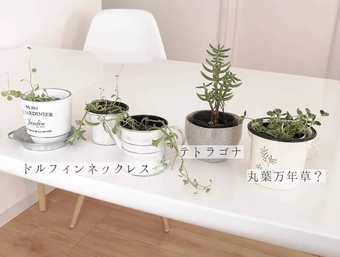 Buy Plants Online - Lemon8検索