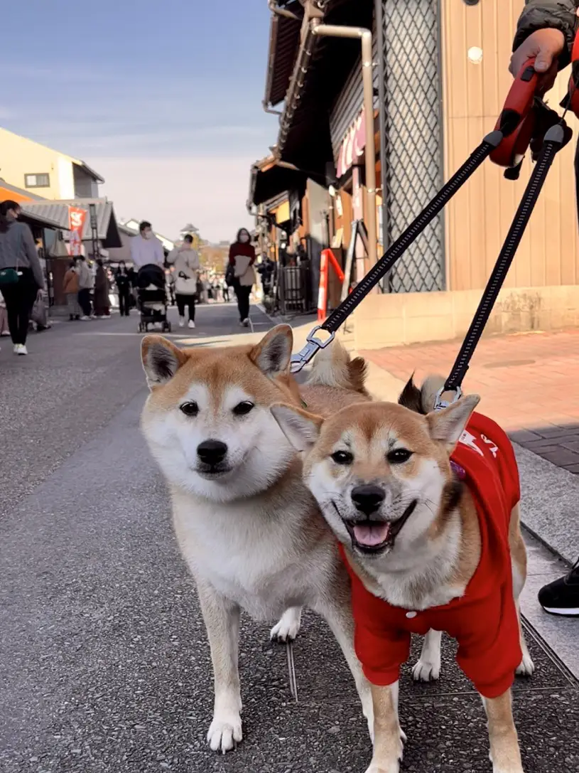 安い 犬山城下町 ペット同伴