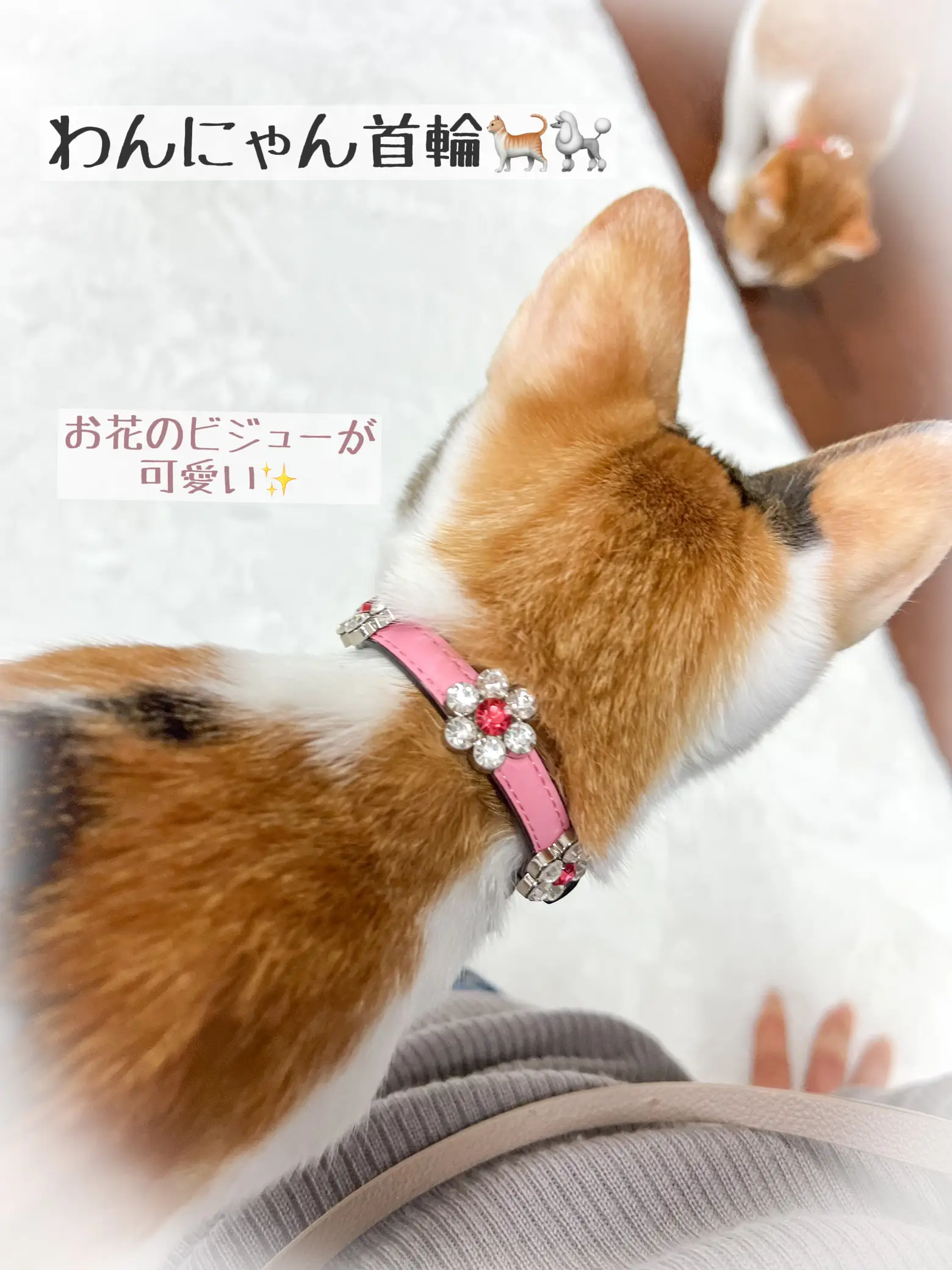 ダブルリボン(ピンクくまさん②)わんちゃん猫ちゃん用首輪 わんにゃん