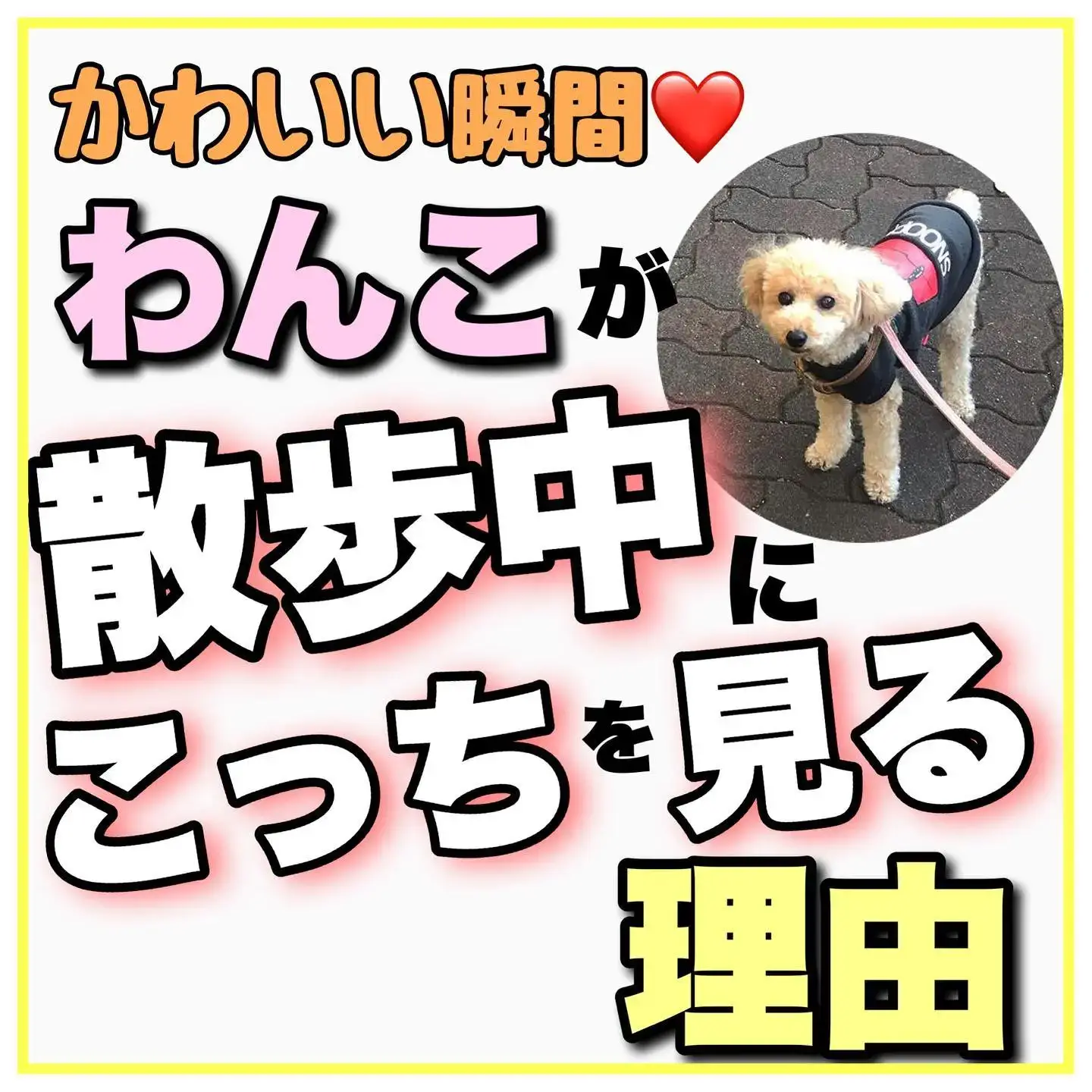 わんこ確認用ですฅ՞•ﻌ•՞ฅワン♥｜インテリア小物