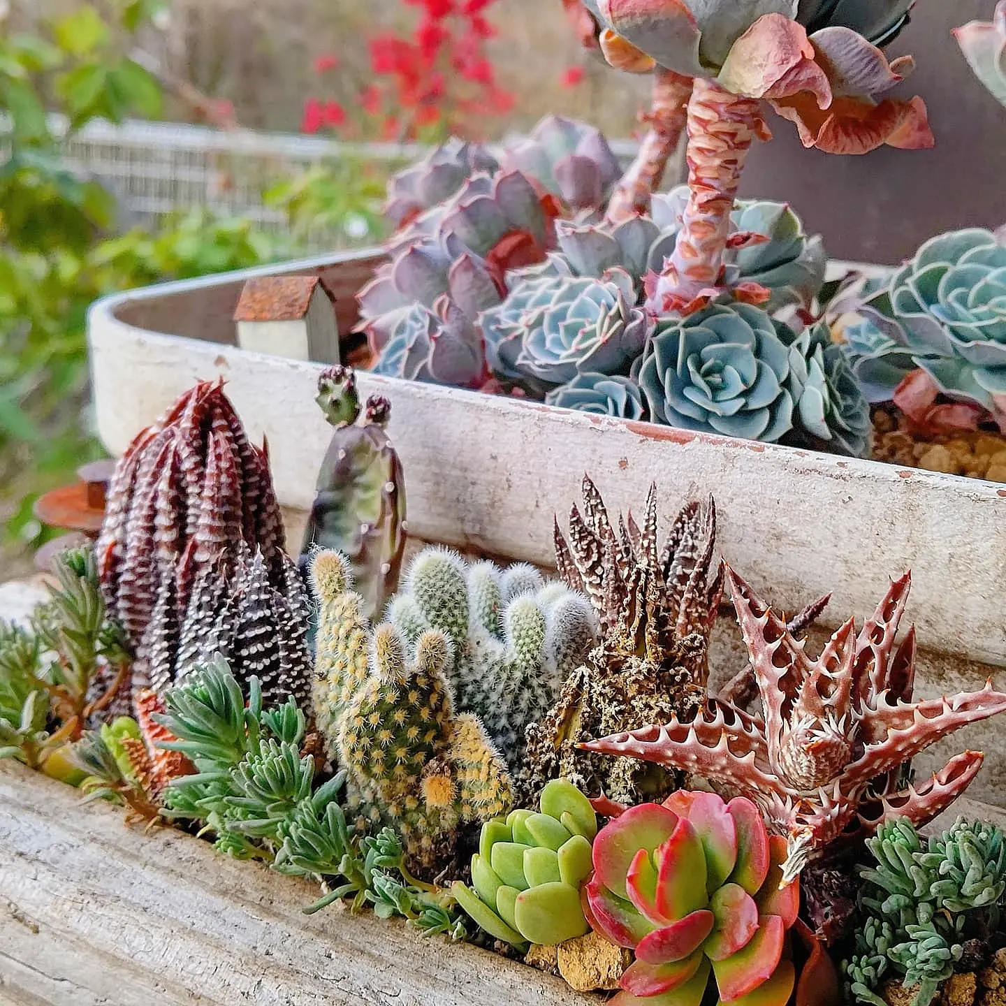 ★多肉植物　寄せ植え〜木製HOUSE 公園　かえるさん〜★ ☆多肉植物 寄せ植え〜木製HOUSE 公園 かえるさん〜☆