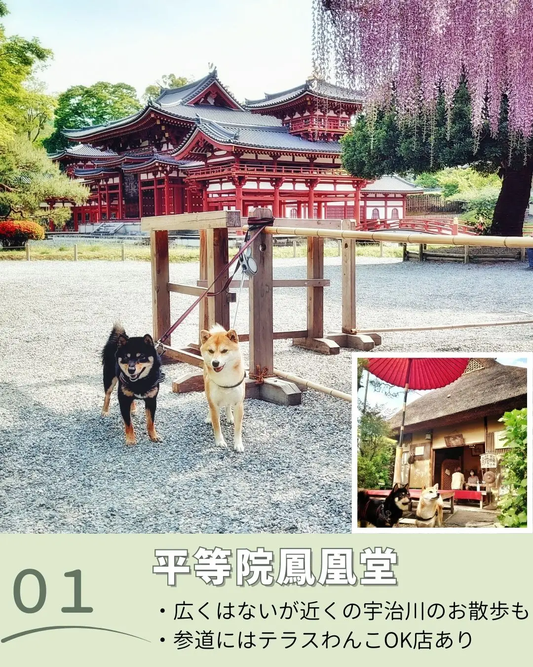 京都 オファー ペット と 行ける 神社