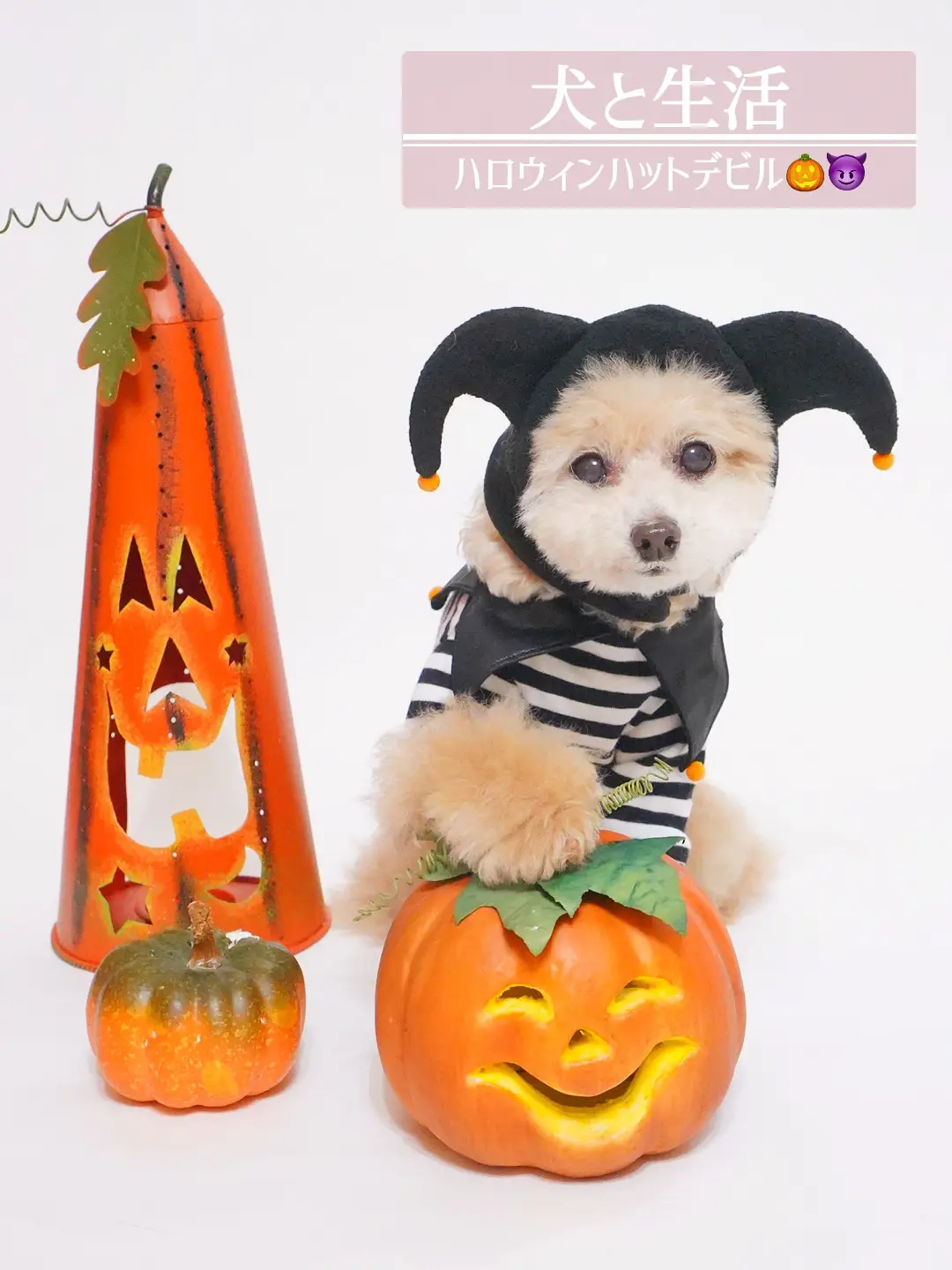 shop犬と生活/🎃被り物⭐︎たった3秒でハロウィン仮装できちゃう！ | プリッフィーが投稿したフォトブック | Lemon8