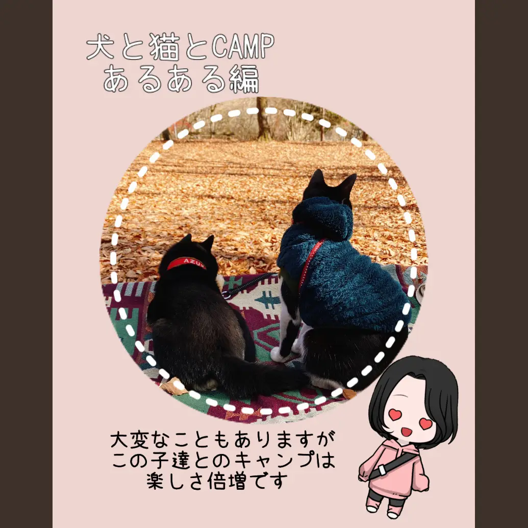 犬と猫とCAMPあるある】 | Mi...koが投稿したフォトブック | Lemon8