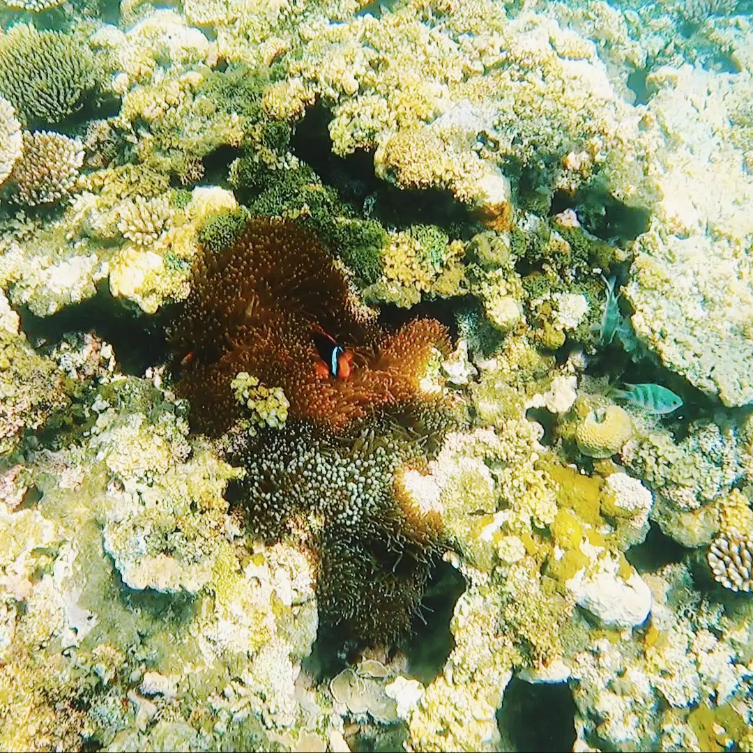 バラス島】青い珊瑚礁やお魚も！シュノーケリング | aynaa｜旅とグルメ👠が投稿したフォトブック | Lemon8