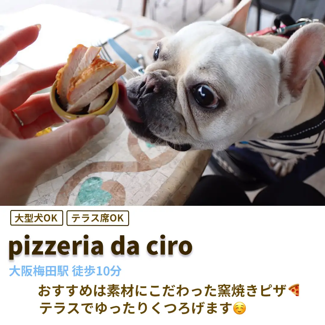 大阪のわんこOKカフェまとめ | Petcy_officialが投稿したフォトブック