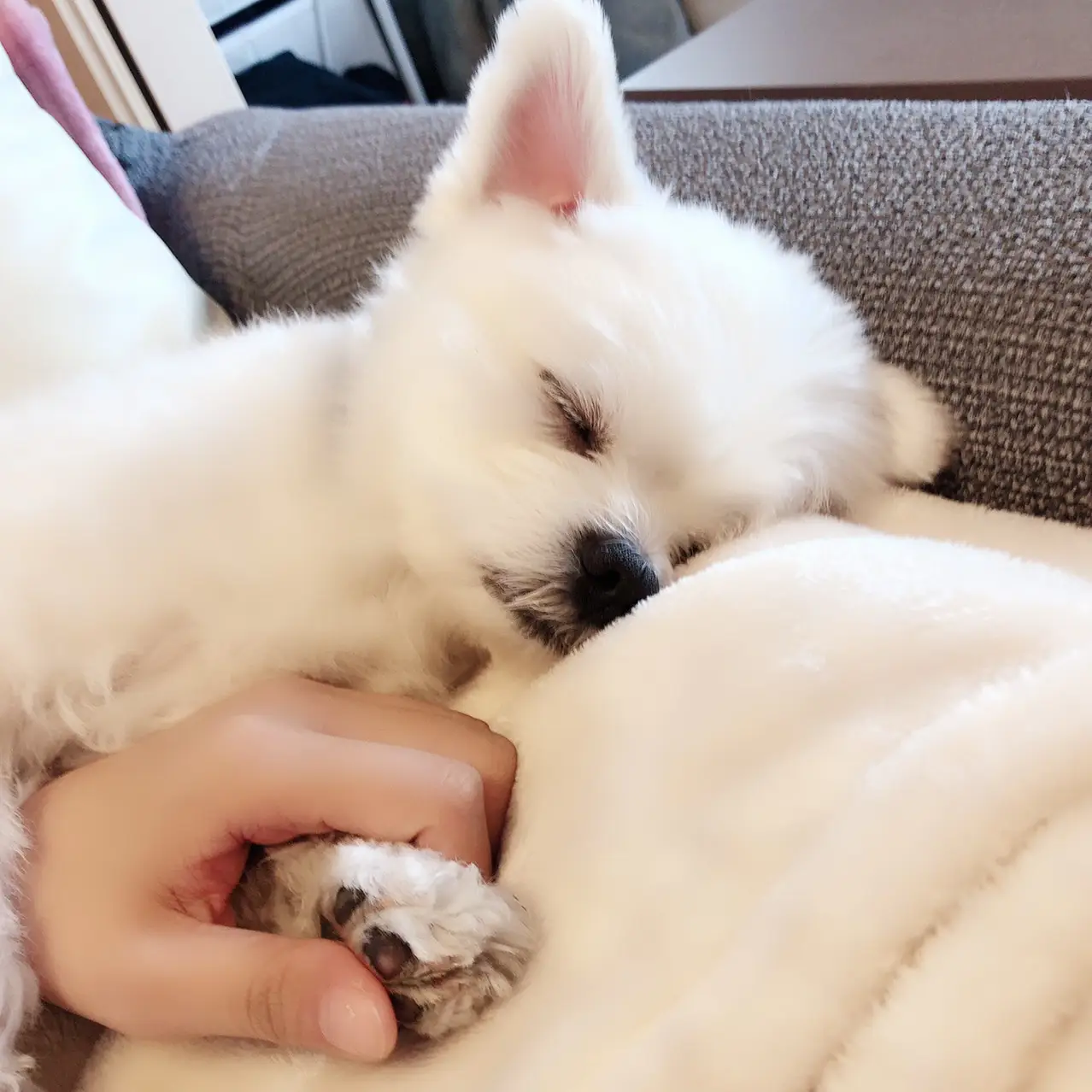 お手てを握ってて欲しいアトちゃん😴💤 | アトちゃん🐶カクちゃん🦊が