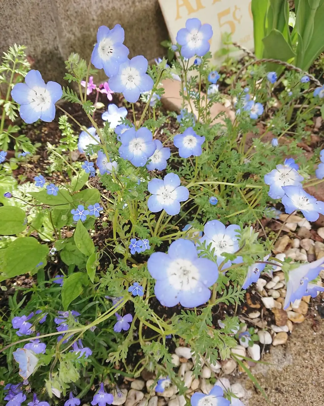 好きなお花【オンファロデス】【ネモフィラ】🌼 | s3110aが投稿した