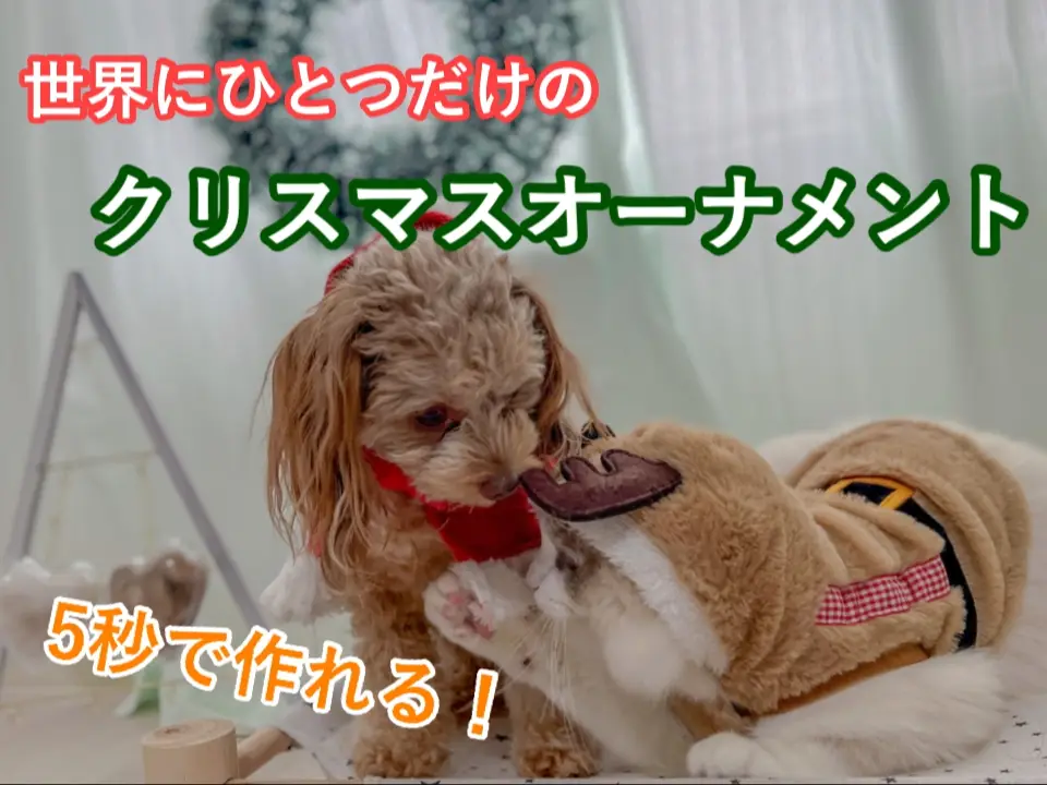 🐱ペットを飼っている方必見🐶】世界に１つだけのクリスマス