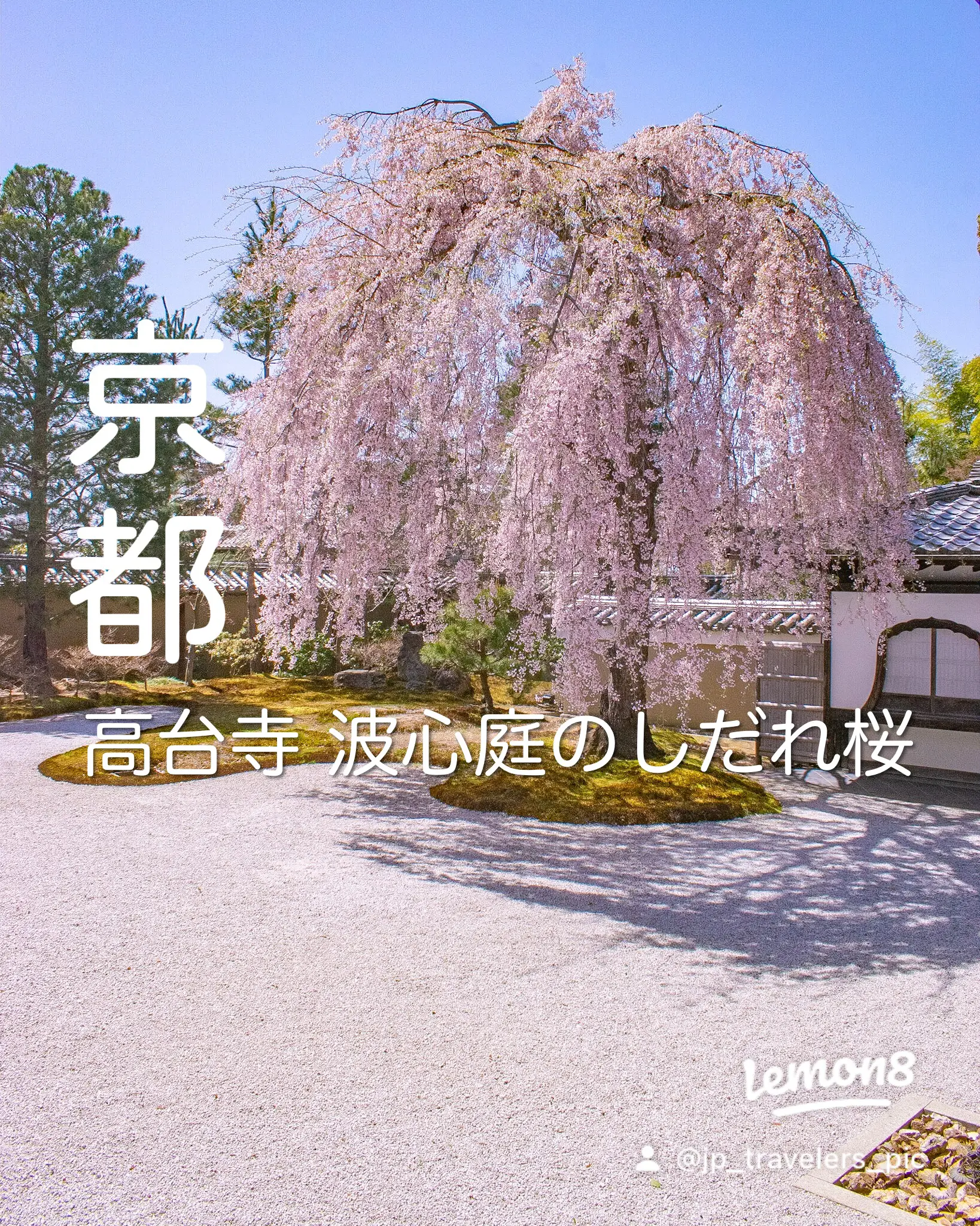 京都府』高台寺のしだれ桜🌸 | jptravelerspicが投稿したフォトブック | Lemon8