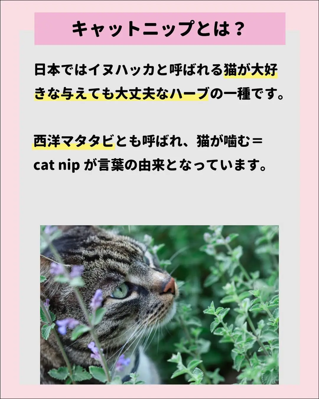 猫が好きなキャットニップ徹底解説】 | ねこにも_愛猫情報発信中が投稿 ...