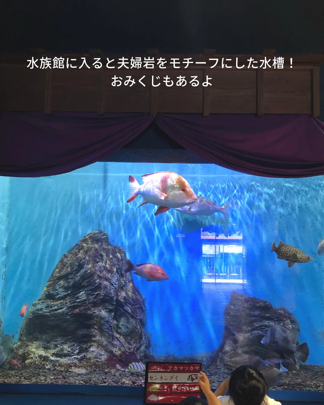 距離感ゼロの水族館レポ | piyo_tripが投稿したフォトブック | Lemon8