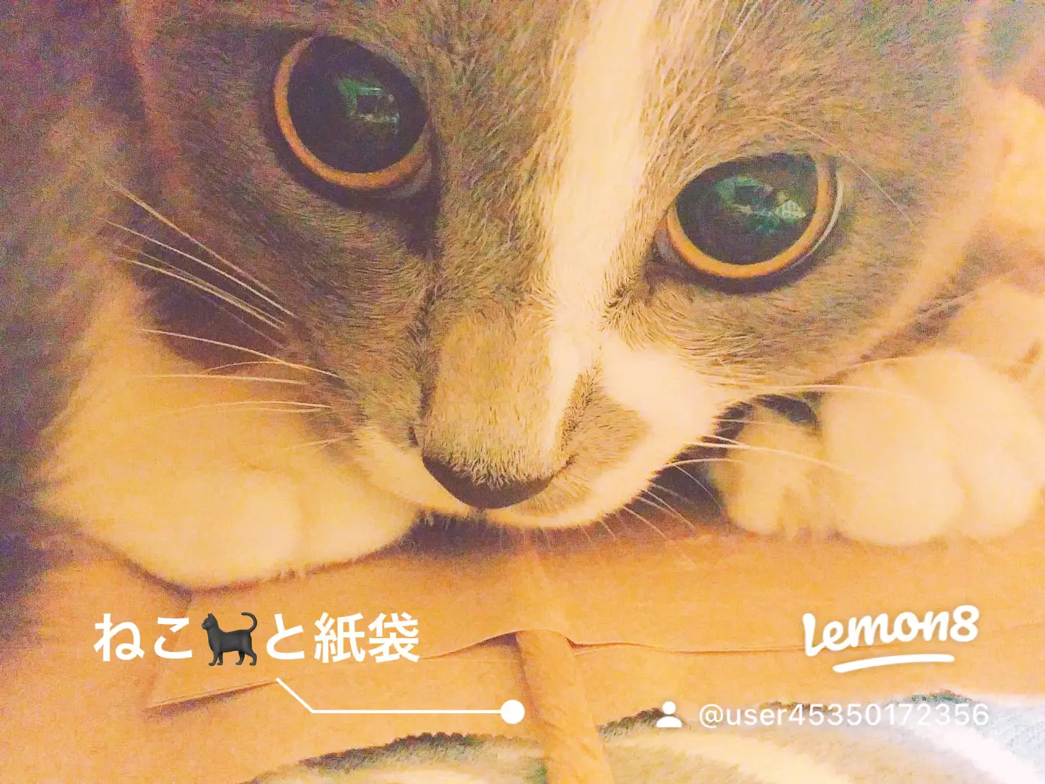 猫のある暮らし🐈💓 | 凛坊が投稿したフォトブック | Lemon8