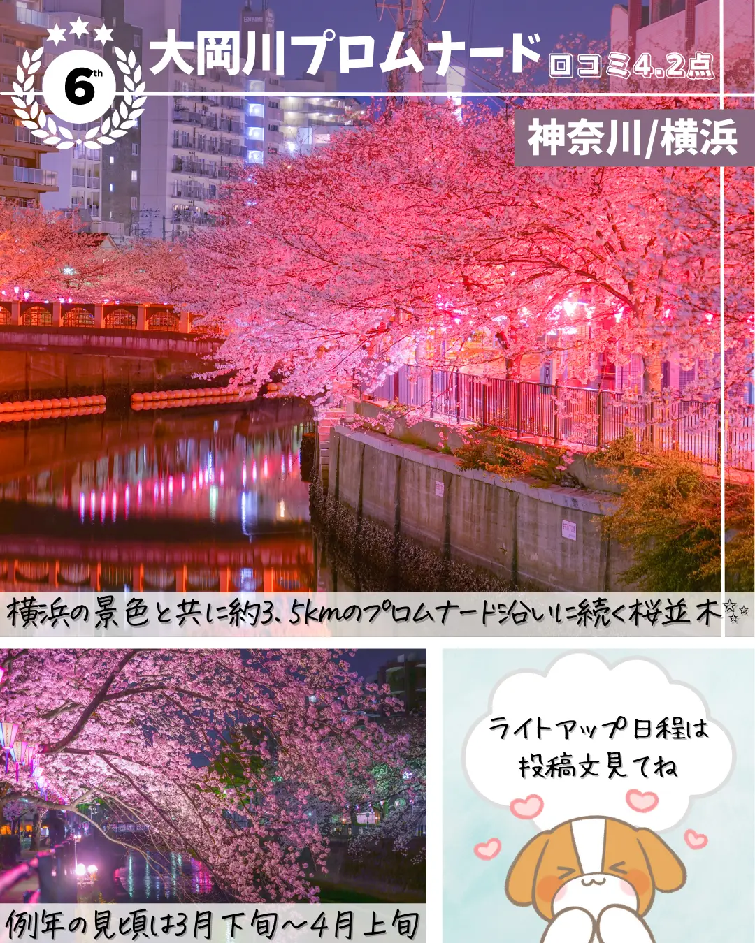 夜桜ライトアップ特集🌸✨の画像 (6枚目)
