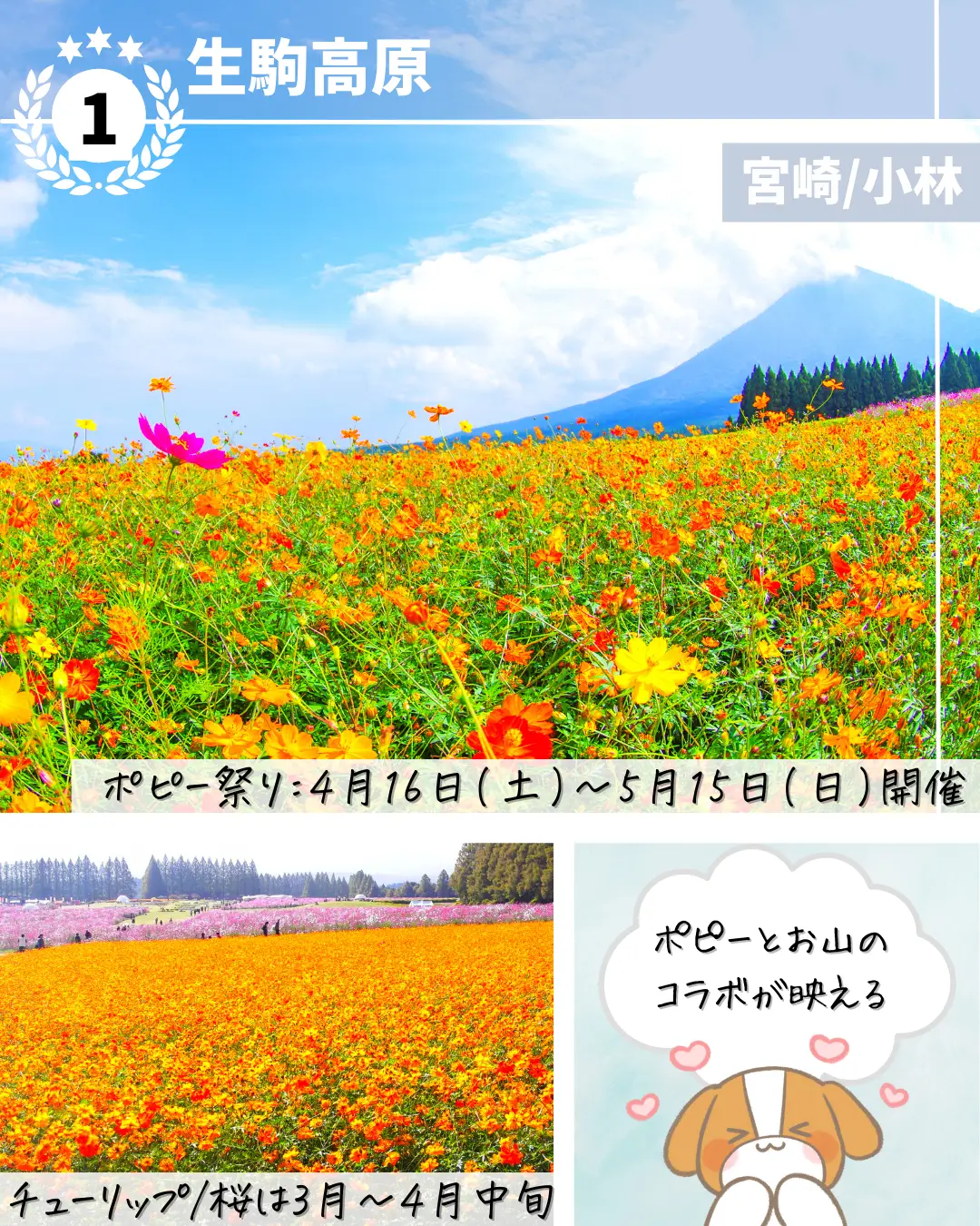 4月に行きたい花畑絶景スポットの画像 (1枚目)
