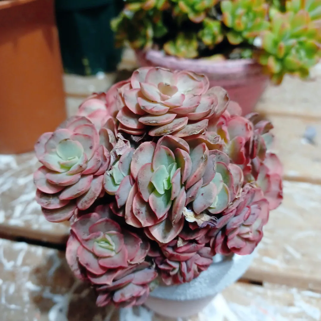 達磨ピンクシフォン錦 多肉植物