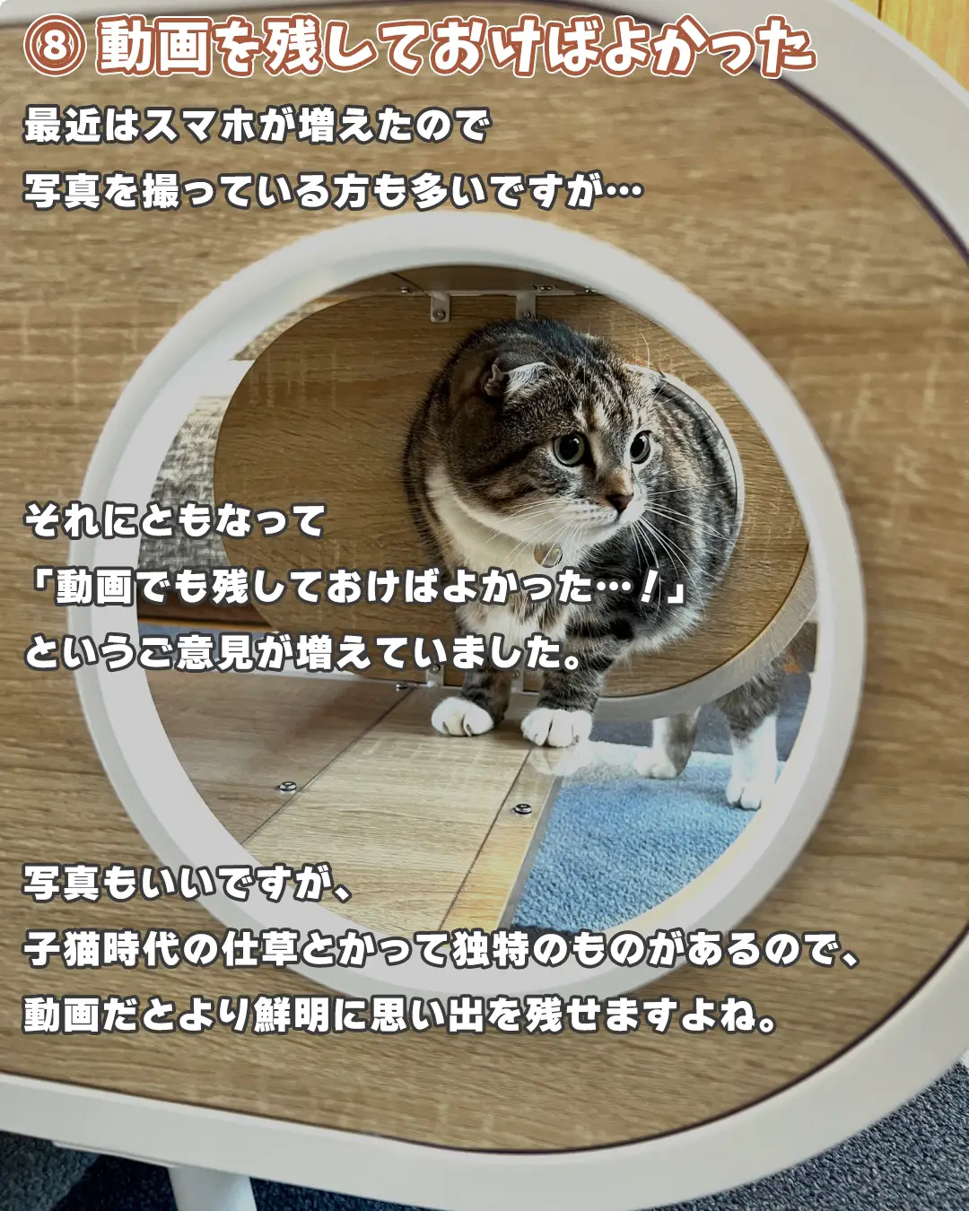 猫との優雅な暮らし - Lemon8検索