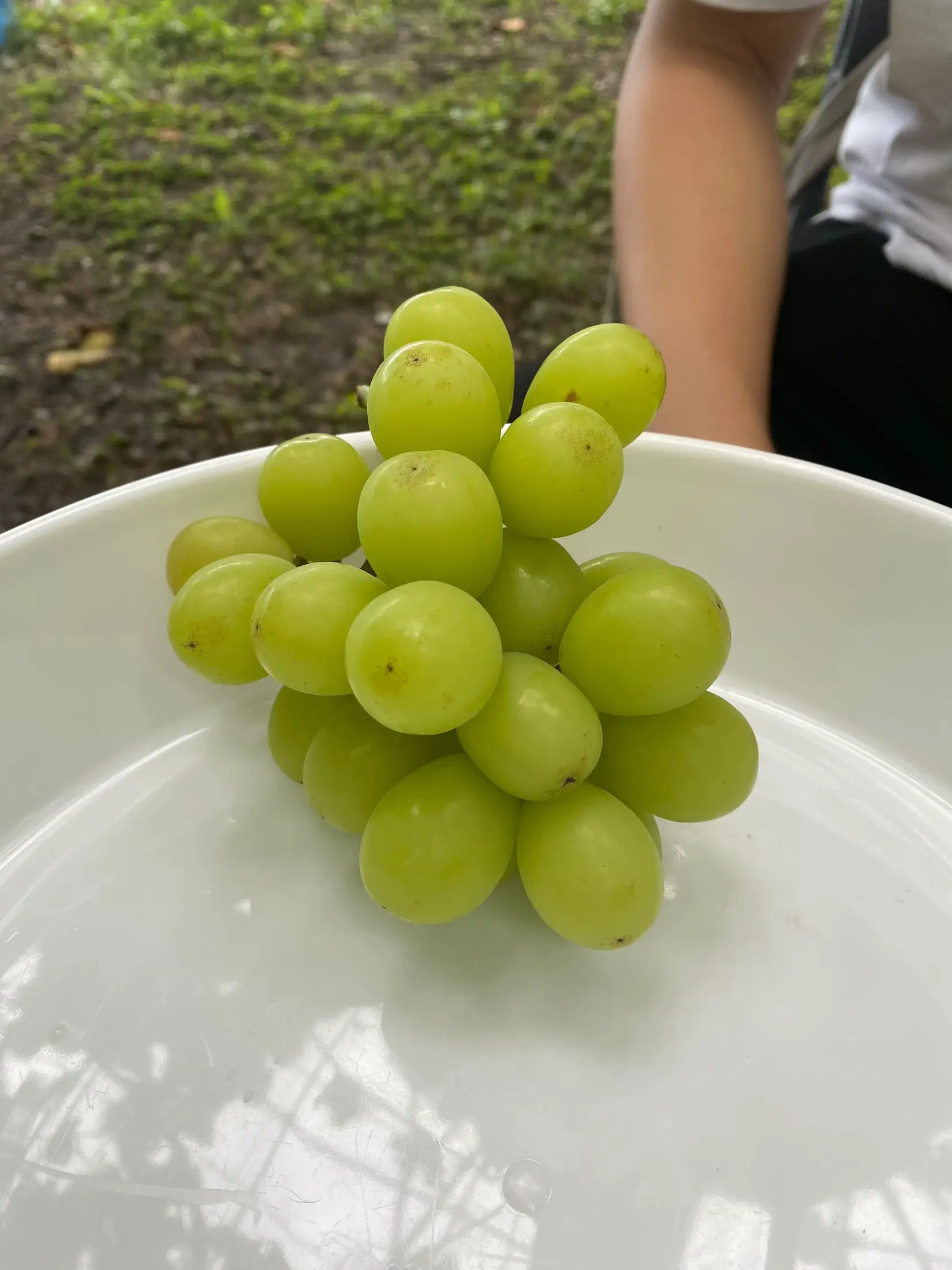 シャインマスカット食べ放題】山梨県でお腹いっぱい食べよう！秋のぶどう狩り🍇 | まぁやん☀️が投稿したフォトブック | Lemon8