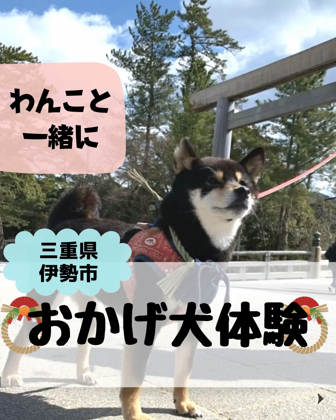 ポンデライオン犬首輪 - Lemon8検索