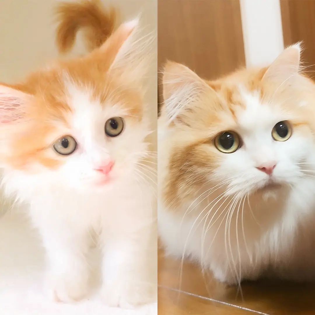 モデル猫ちゃんฅ(=・ω・=)ฅ - 猫用品