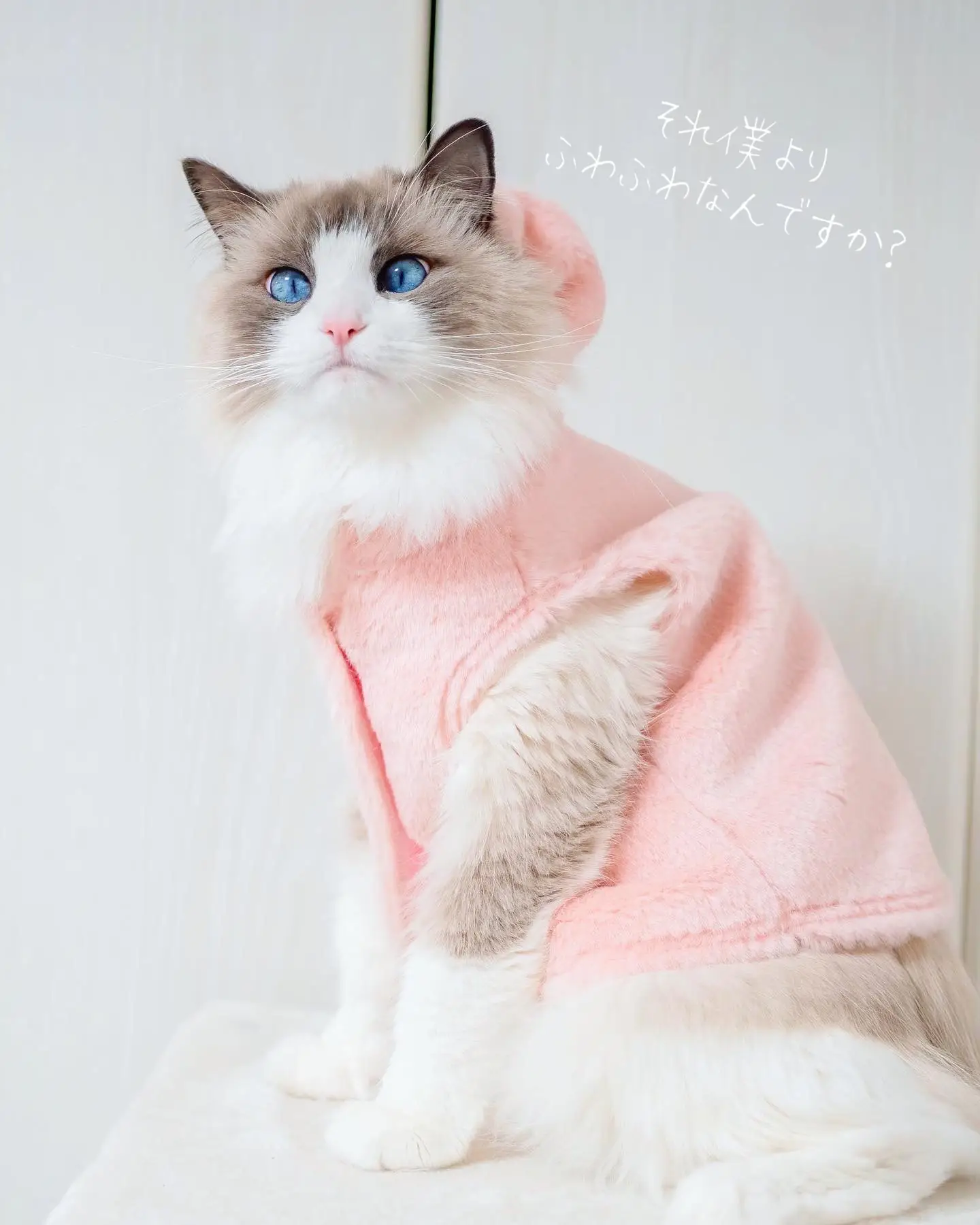 高級ファーVS長毛猫 | ぱるのえ♡北海道で暮らす犬と猫が投稿した 