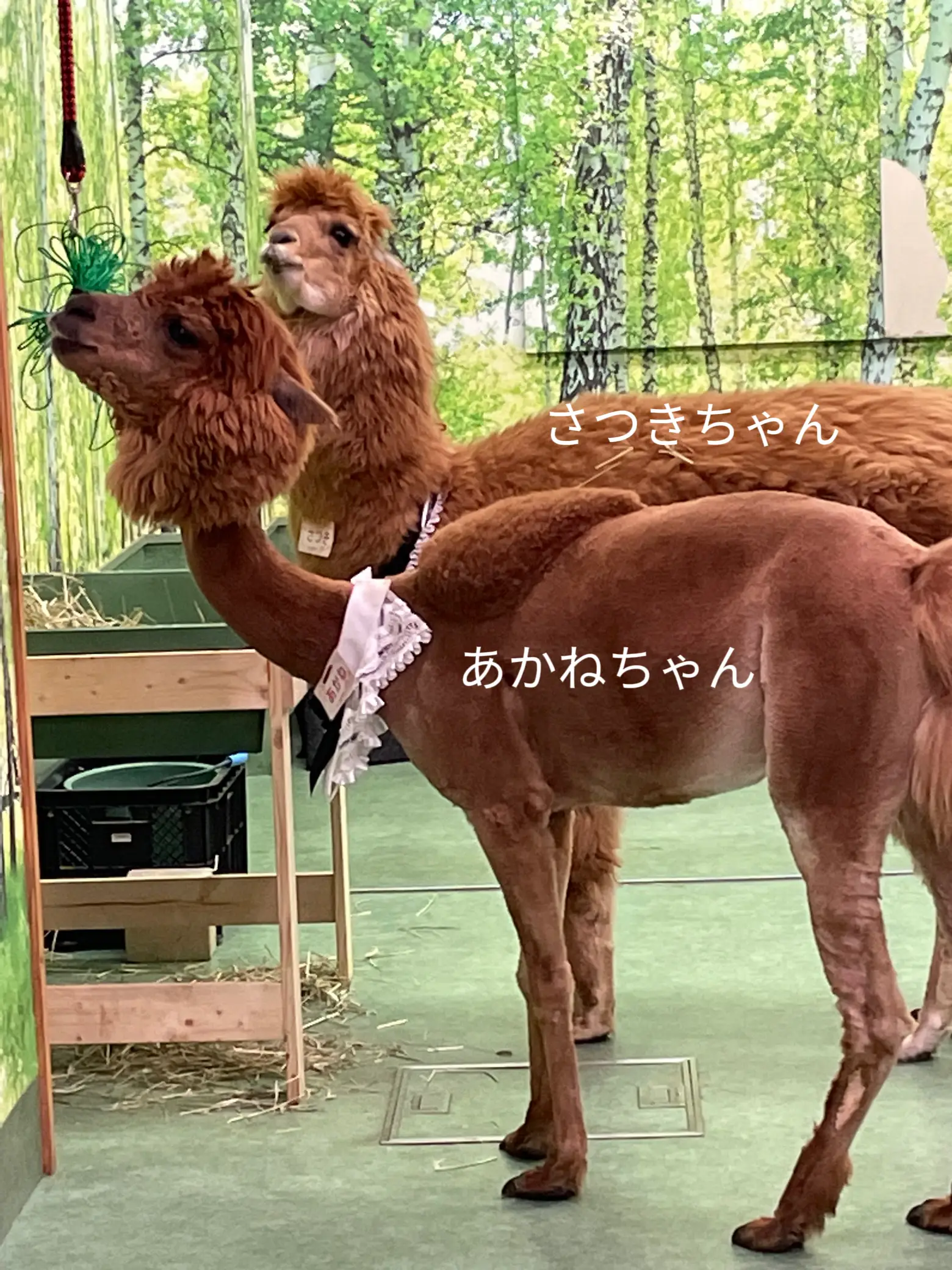 アルパカ絨毯 酷かっ パンダ三匹イメージ