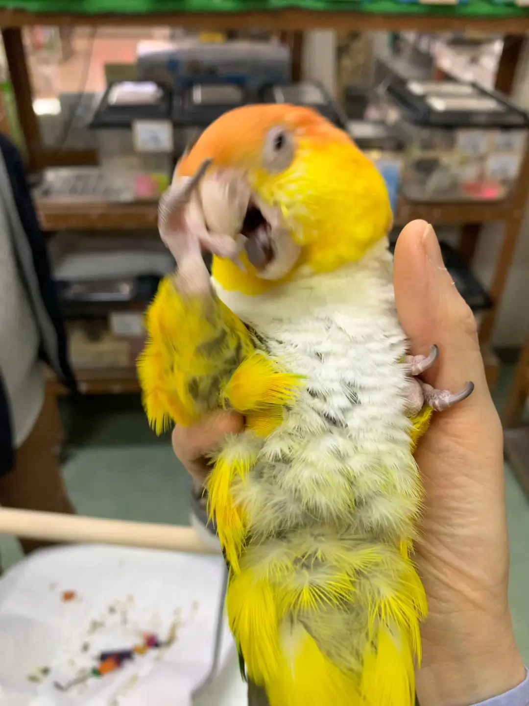 いつも行ってるペットショップの可愛いシロハラインコ