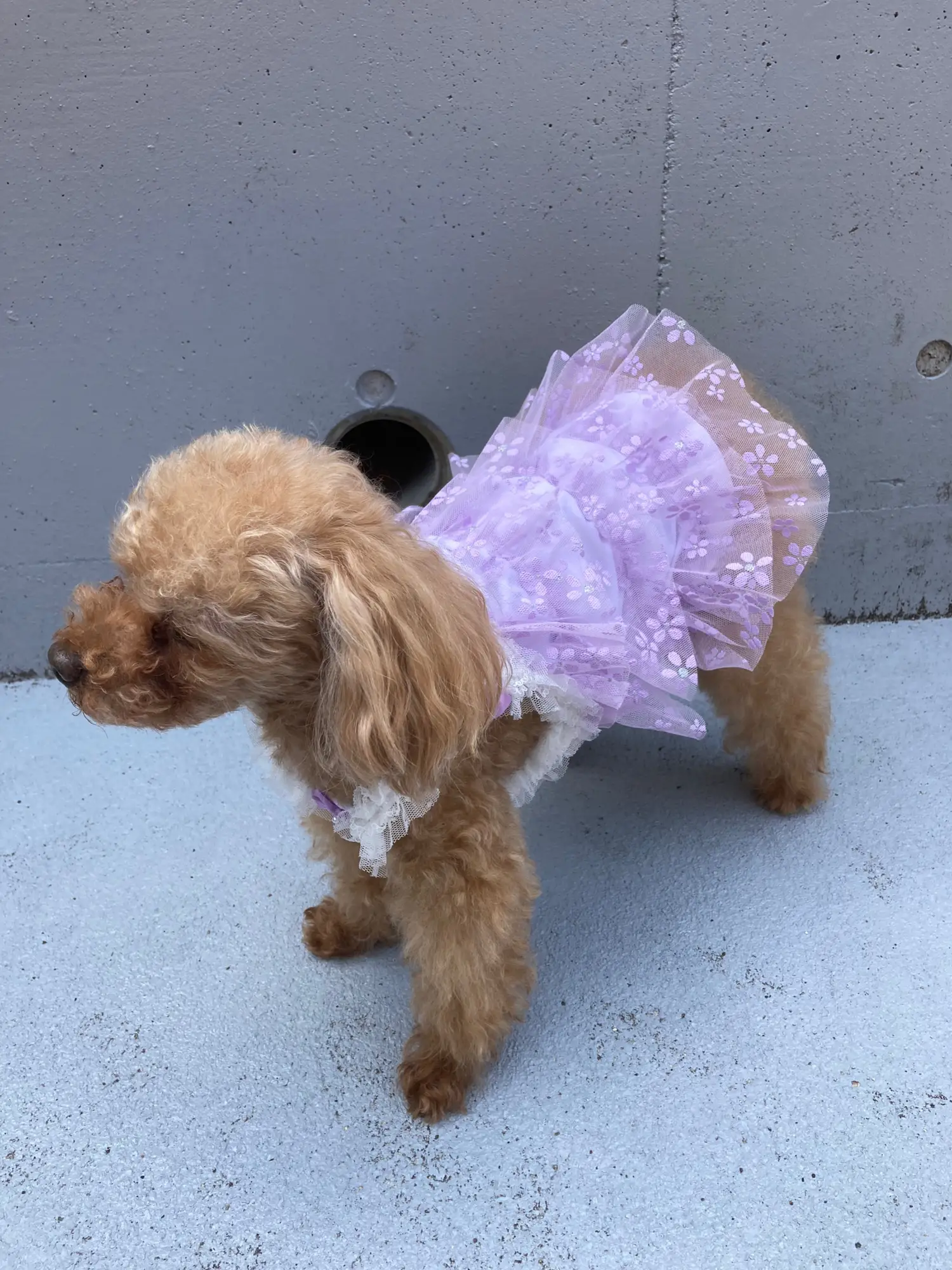 花柄パープルの犬服🐶 | ジャングルペット/犬服専門店が投稿したフォトブック | Lemon8