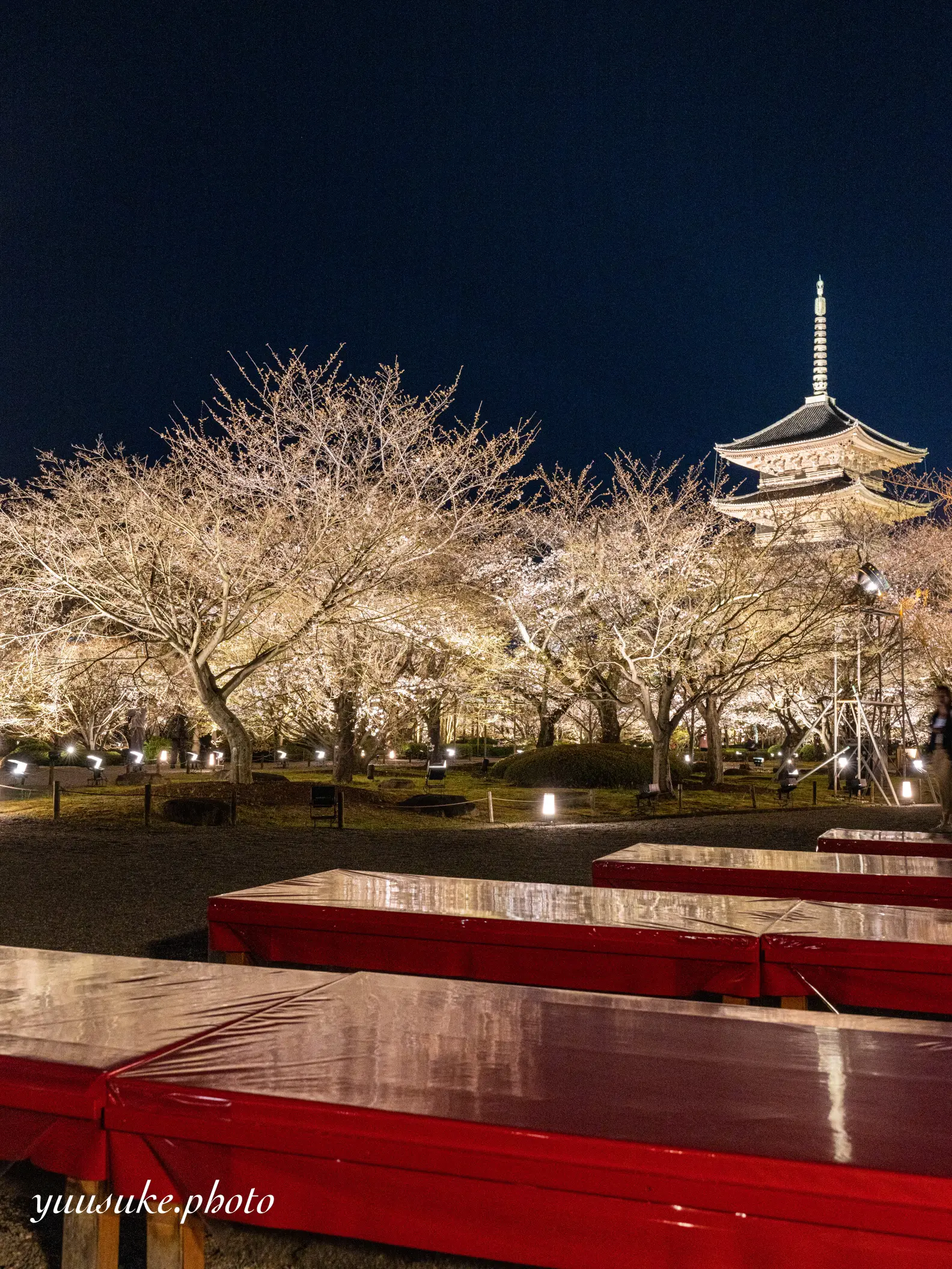 東寺桜ライトアップ開催中🌸今回は珍しい構図で撮ってみましたスマホ