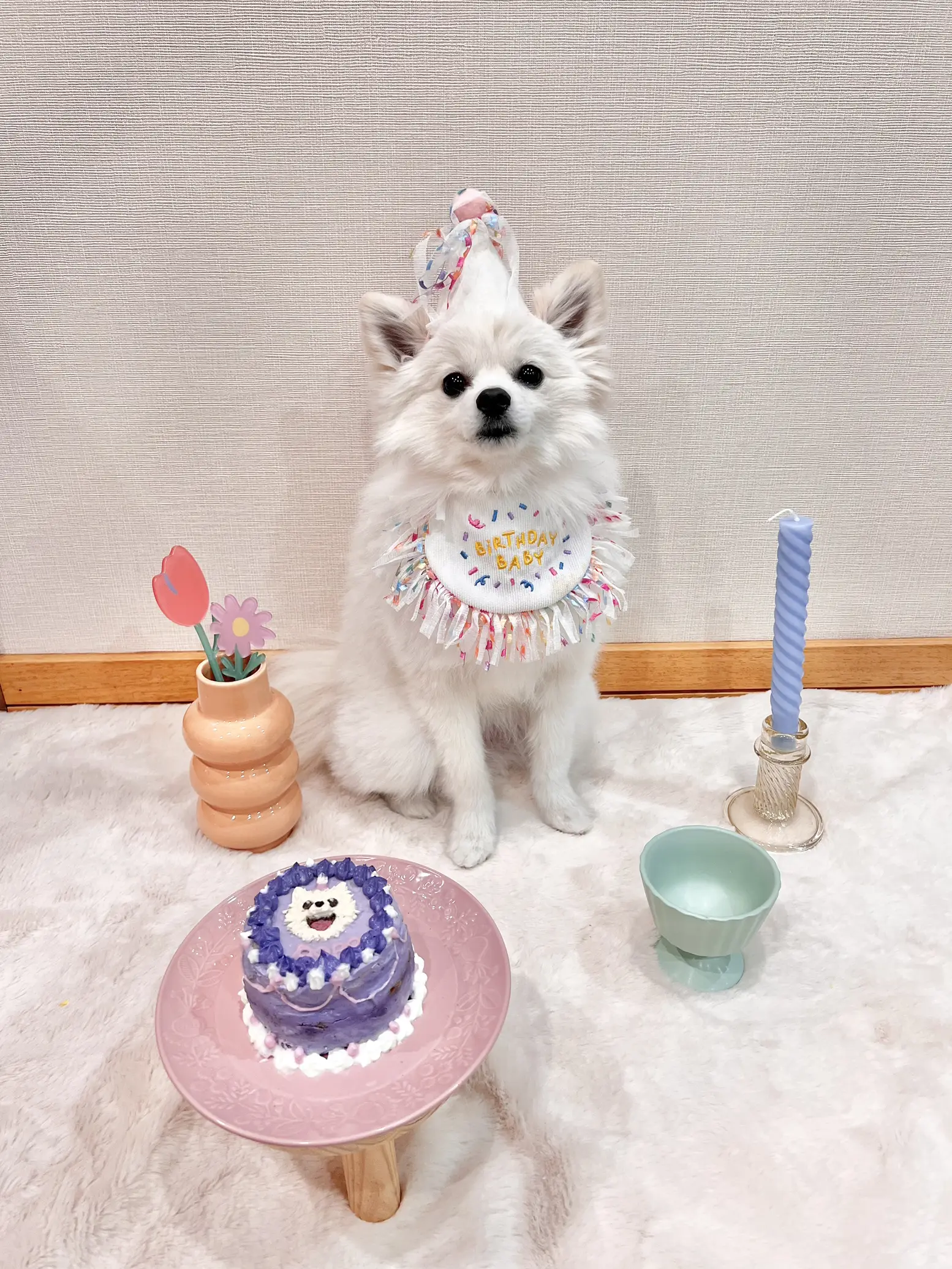 Pomeranian party store